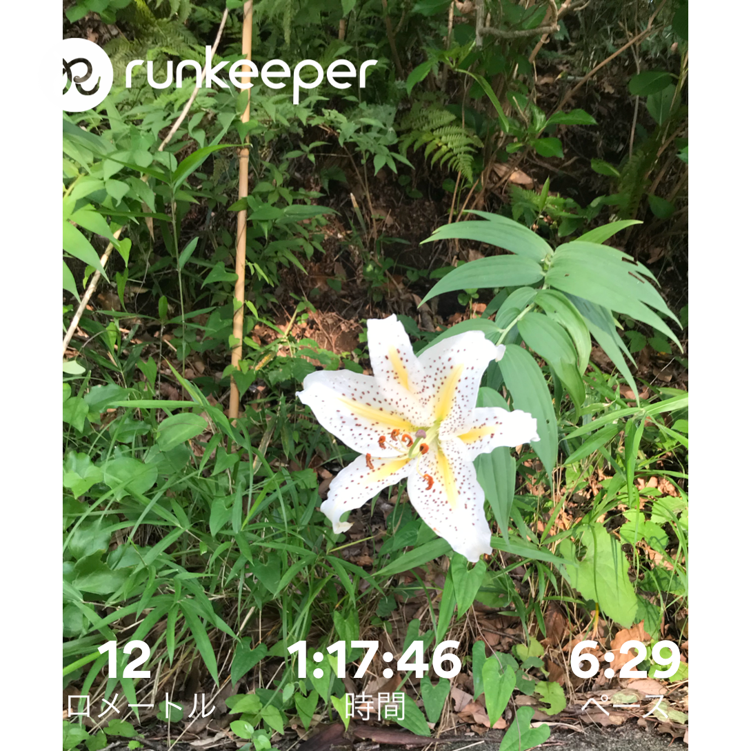 f:id:hatakofuru:20180628222734p:image