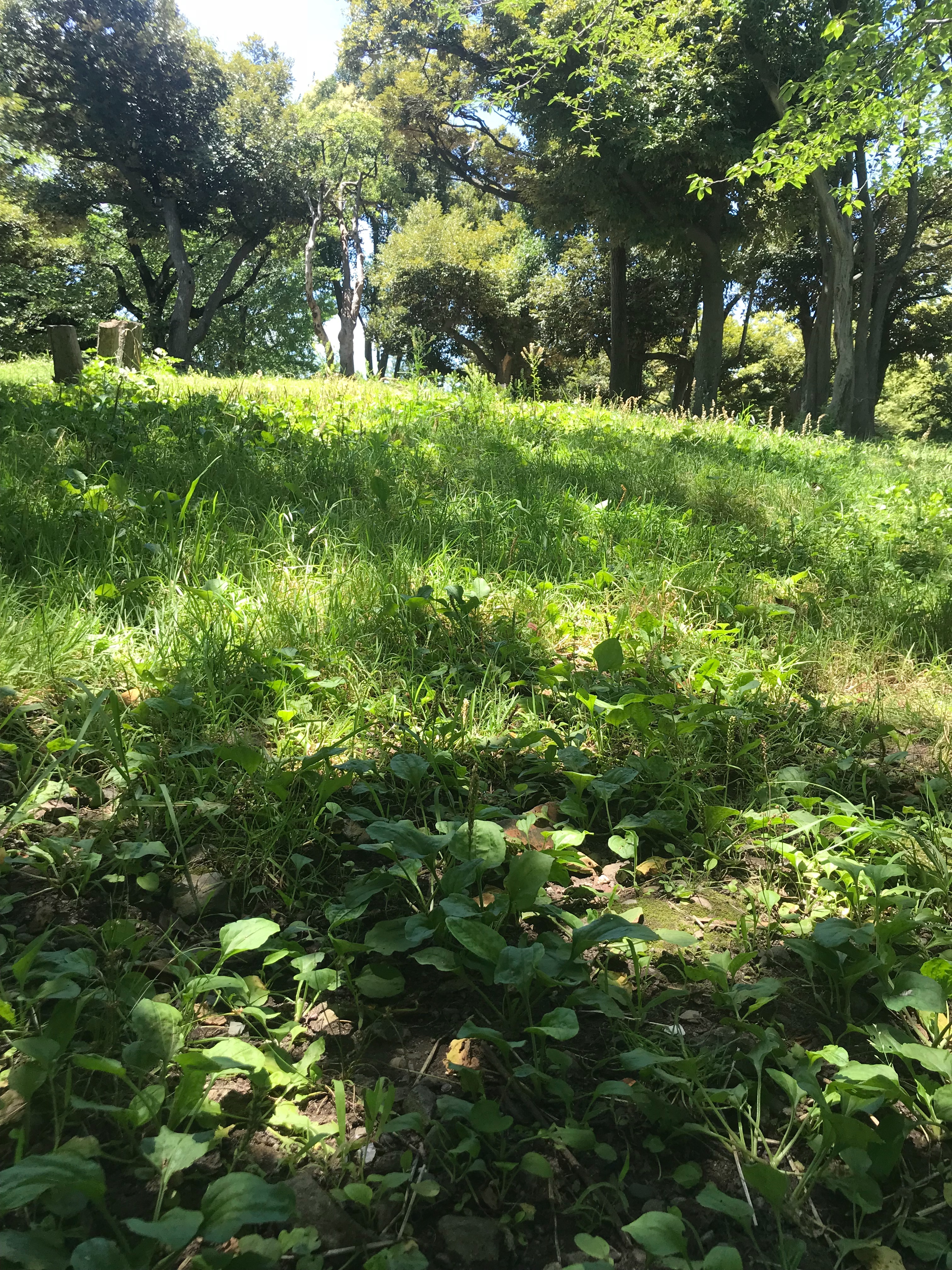 f:id:hatakofuru:20180704074235j:image