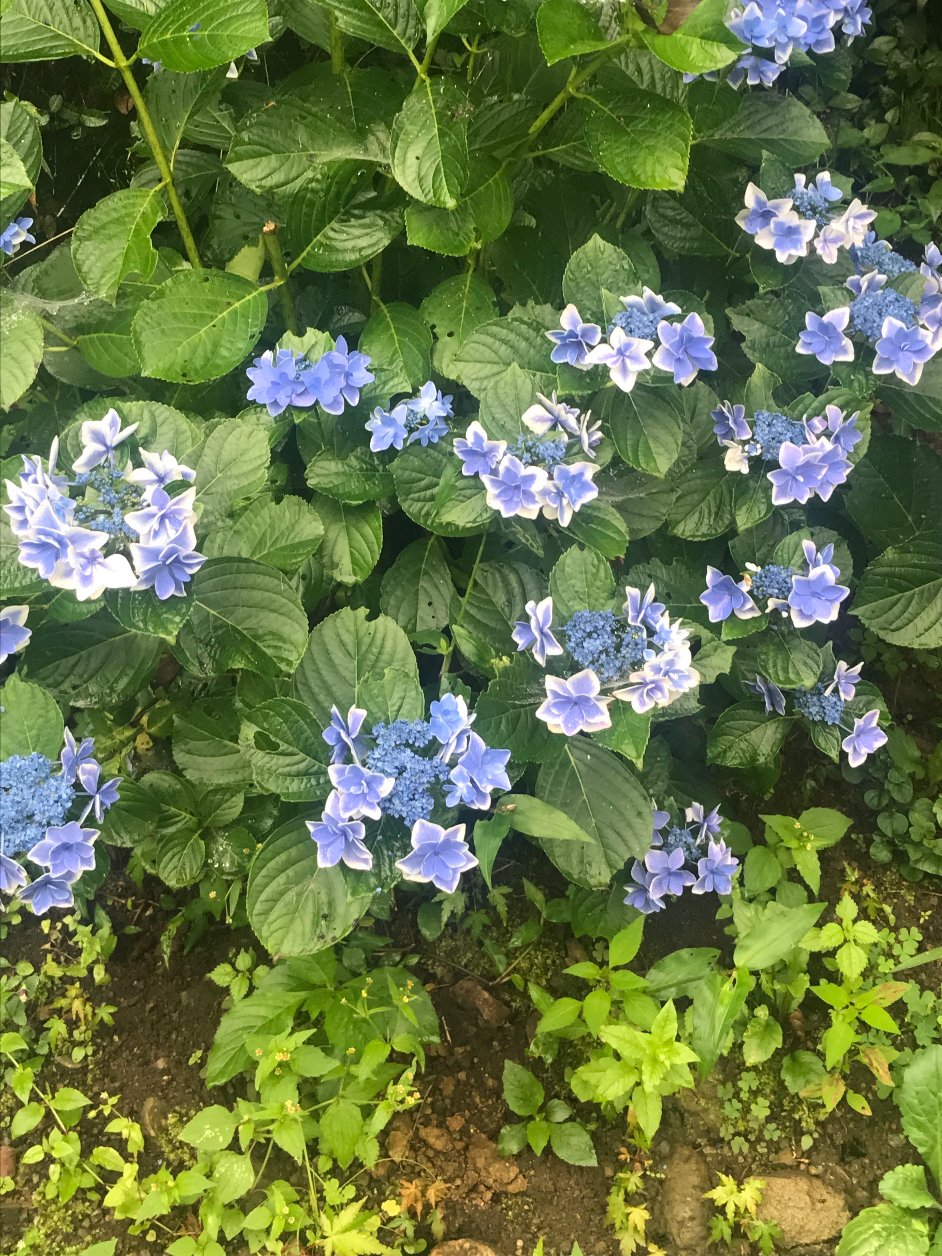 f:id:hatakofuru:20180708233033j:image f:id:hatakofuru:20180708233033j:image