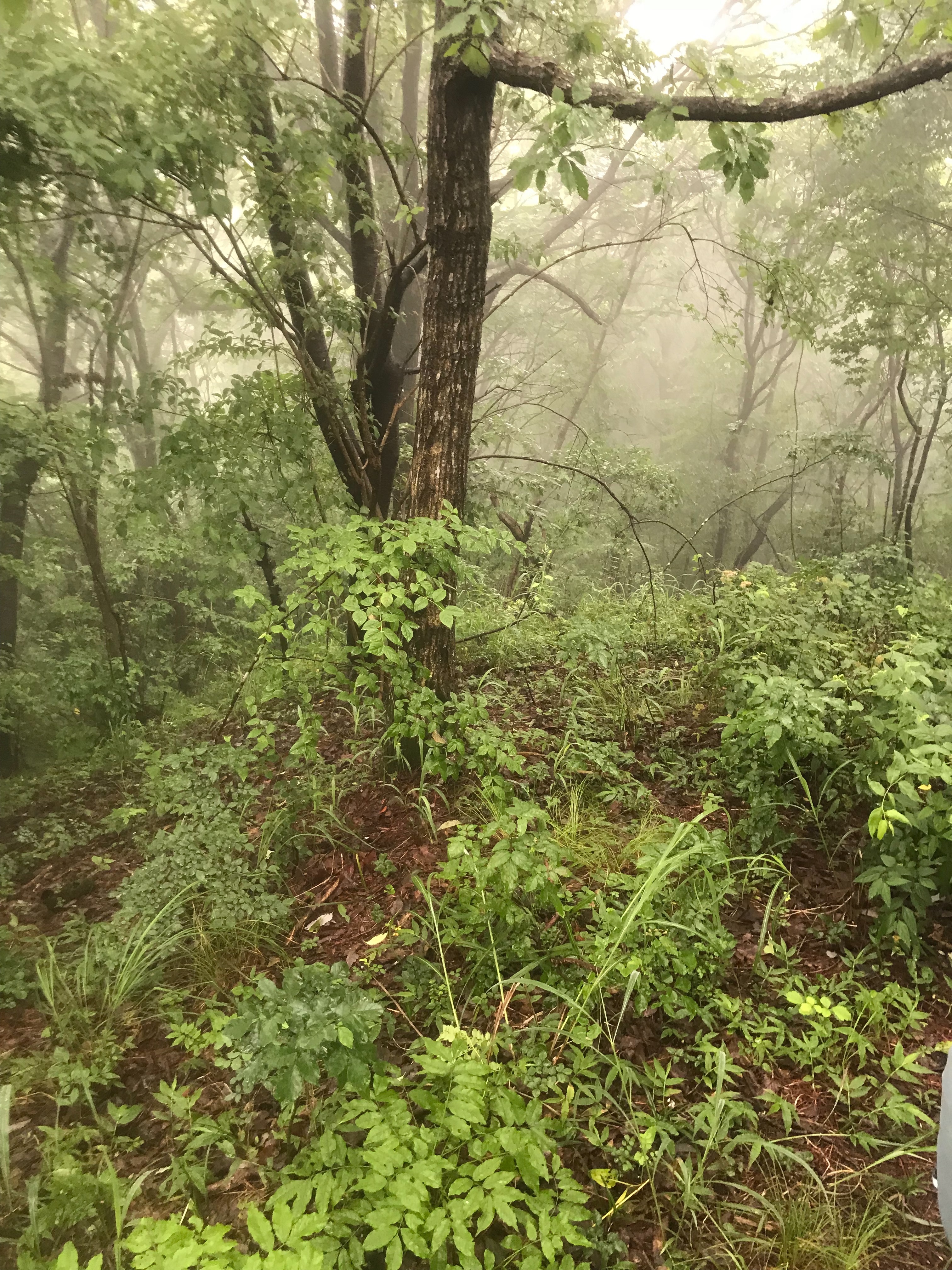 f:id:hatakofuru:20180709064558j:image f:id:hatakofuru:20180709064558j:image