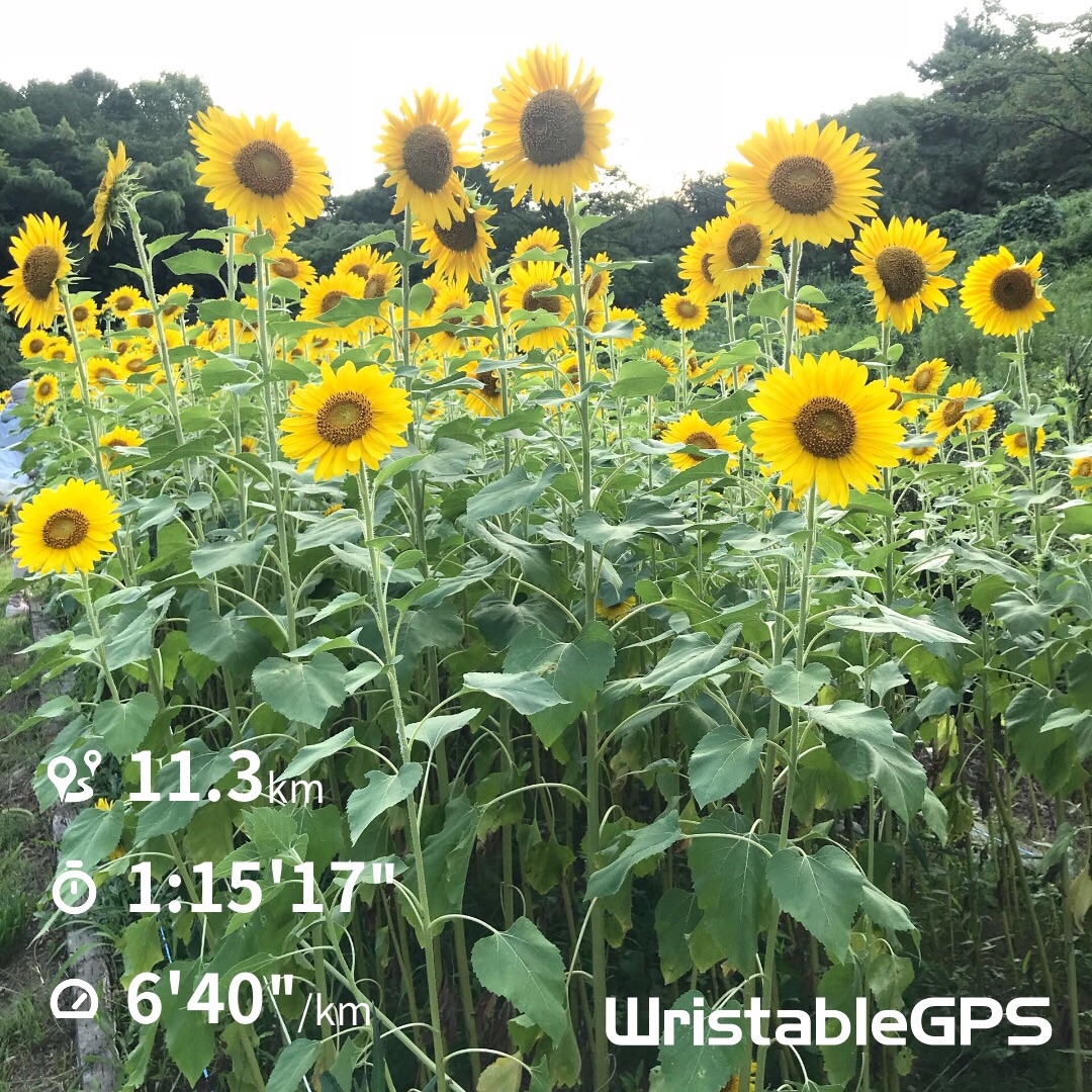 f:id:hatakofuru:20180722084934j:image f:id:hatakofuru:20180722084934j:image