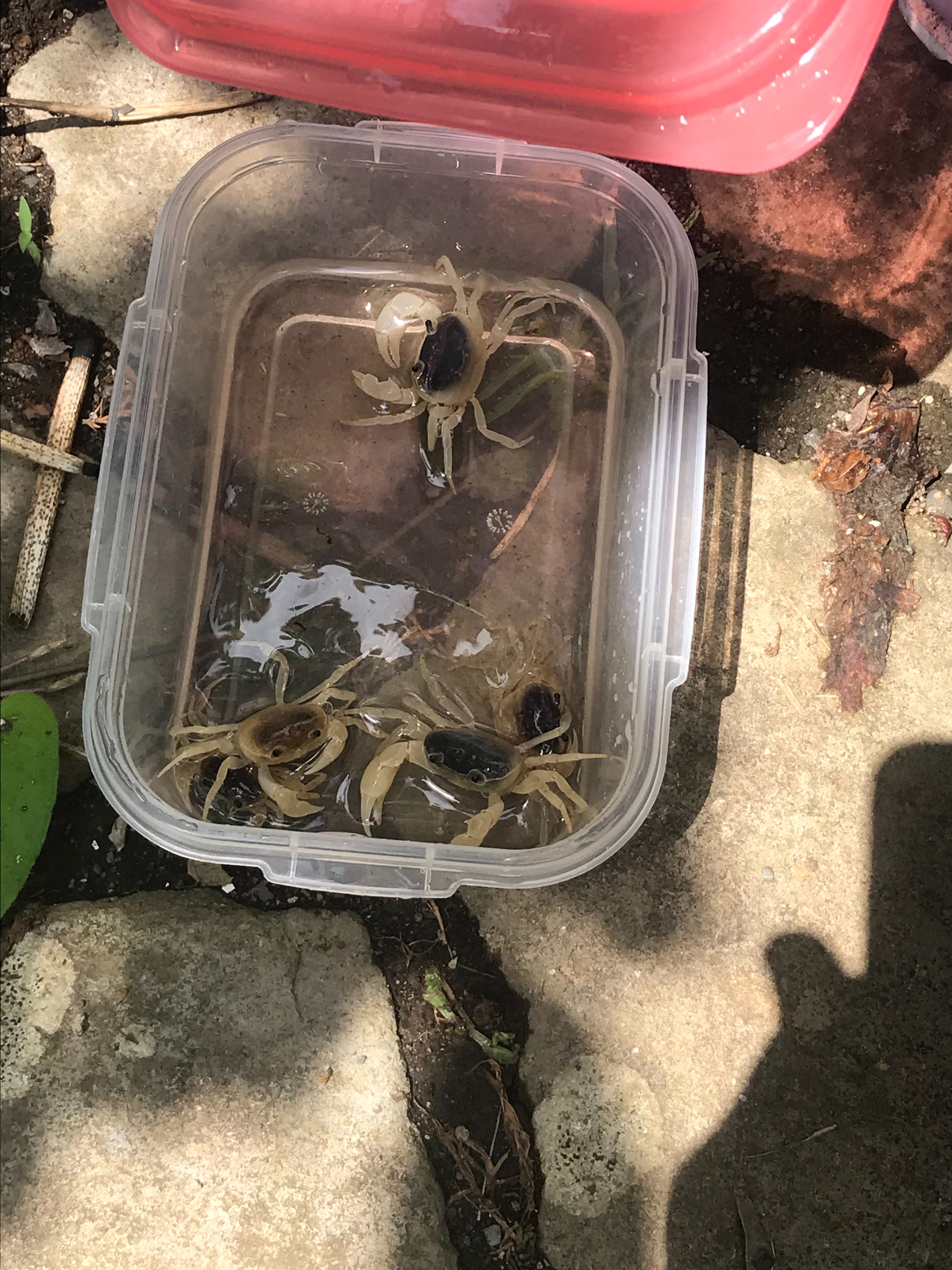 f:id:hatakofuru:20180820134539j:image f:id:hatakofuru:20180820134539j:image