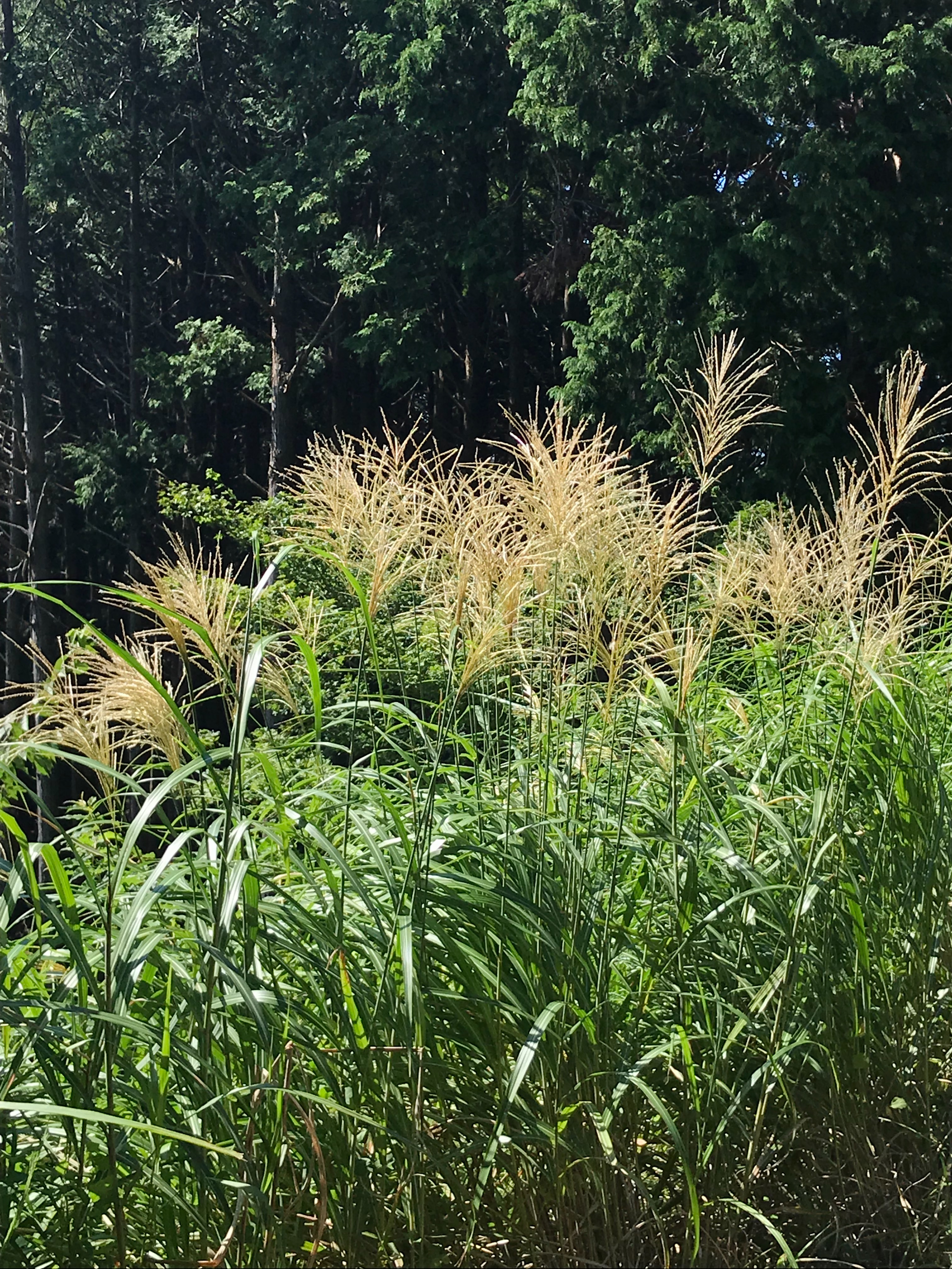 f:id:hatakofuru:20180828121837j:image f:id:hatakofuru:20180828121837j:image