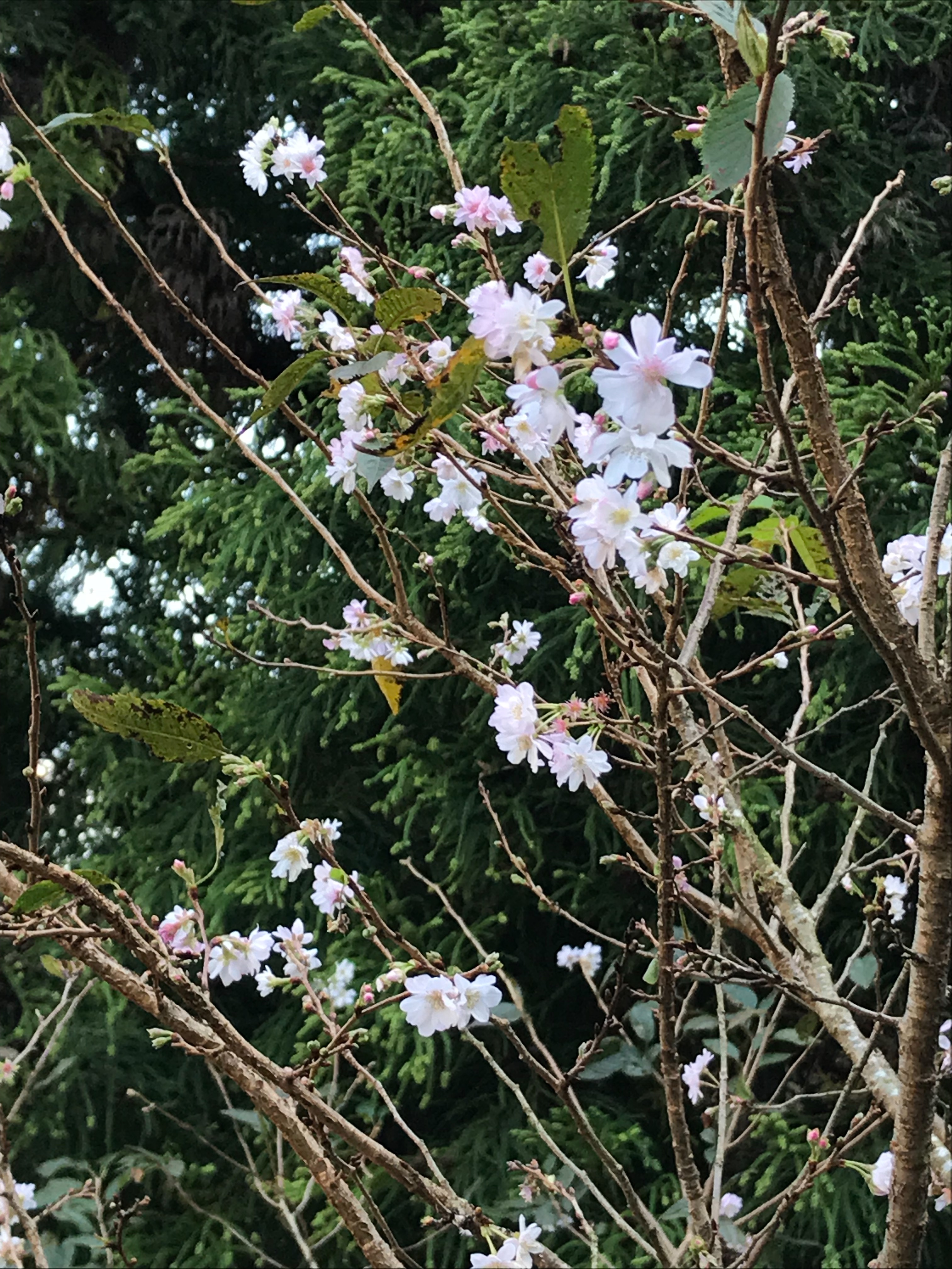 f:id:hatakofuru:20181023190722j:image