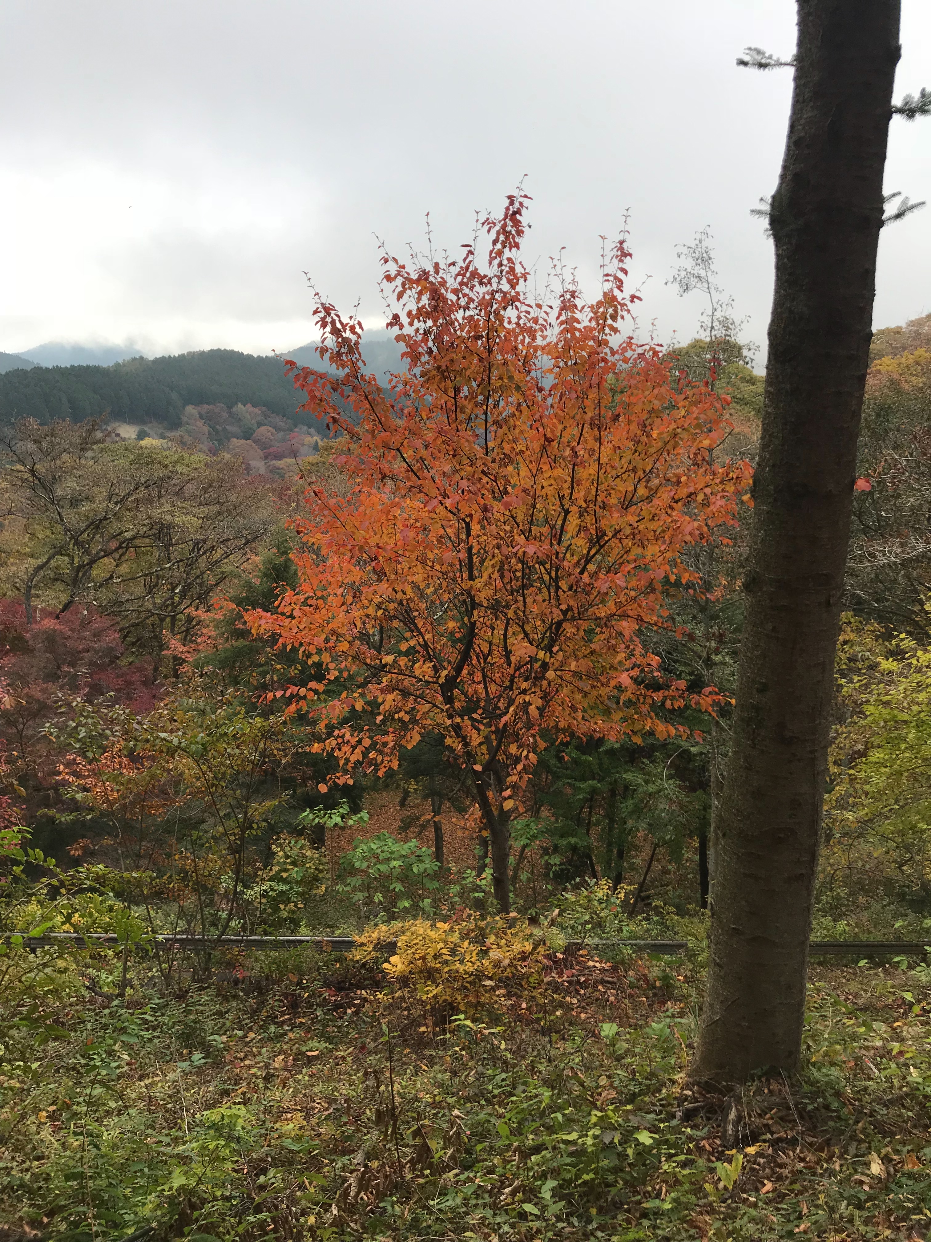 f:id:hatakofuru:20181105212722j:image