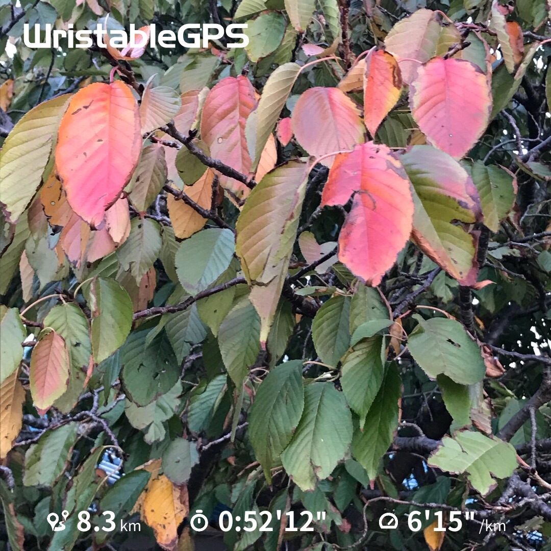 f:id:hatakofuru:20181106201831j:image f:id:hatakofuru:20181106201831j:image