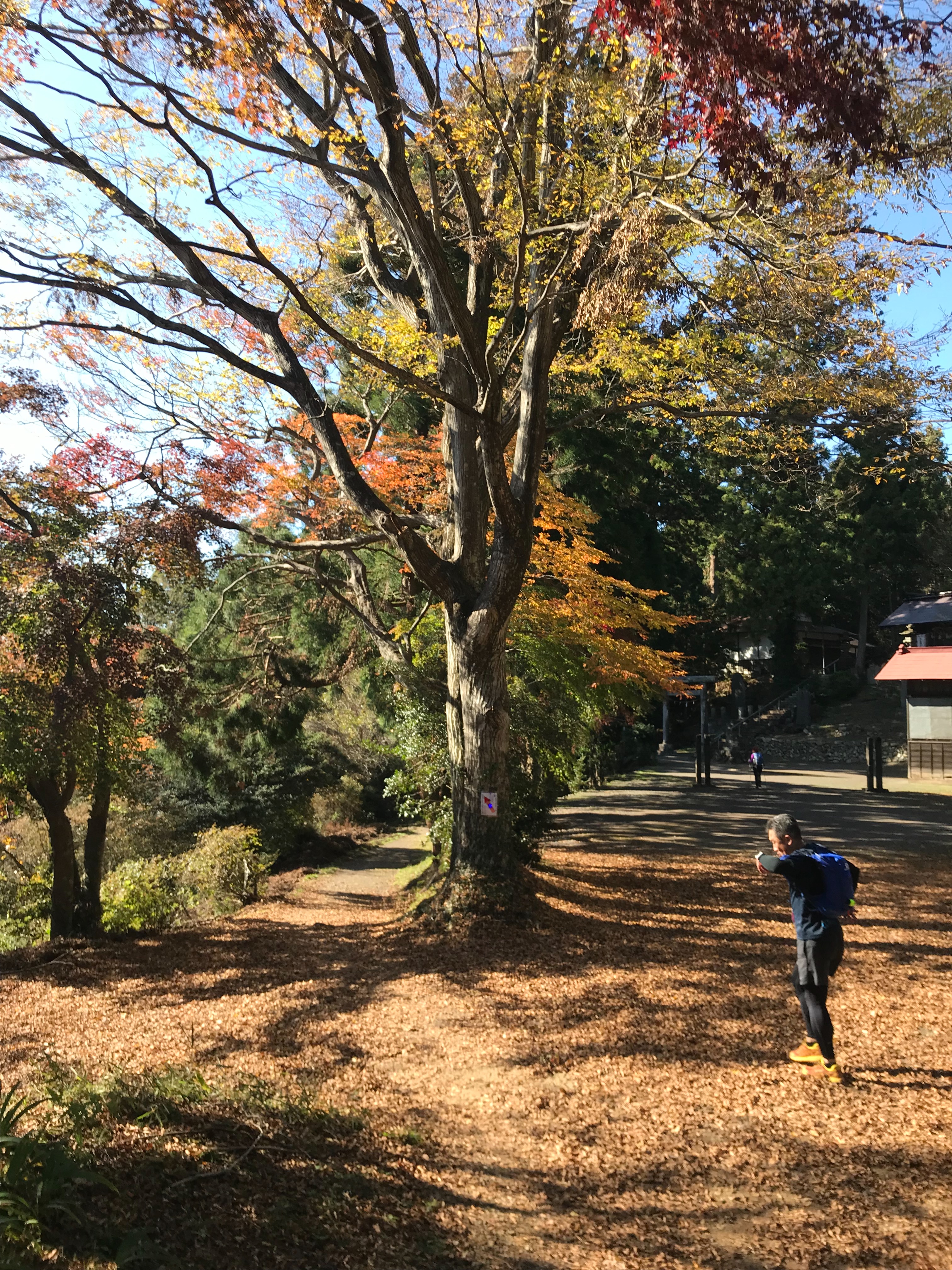 f:id:hatakofuru:20181118170619j:image
