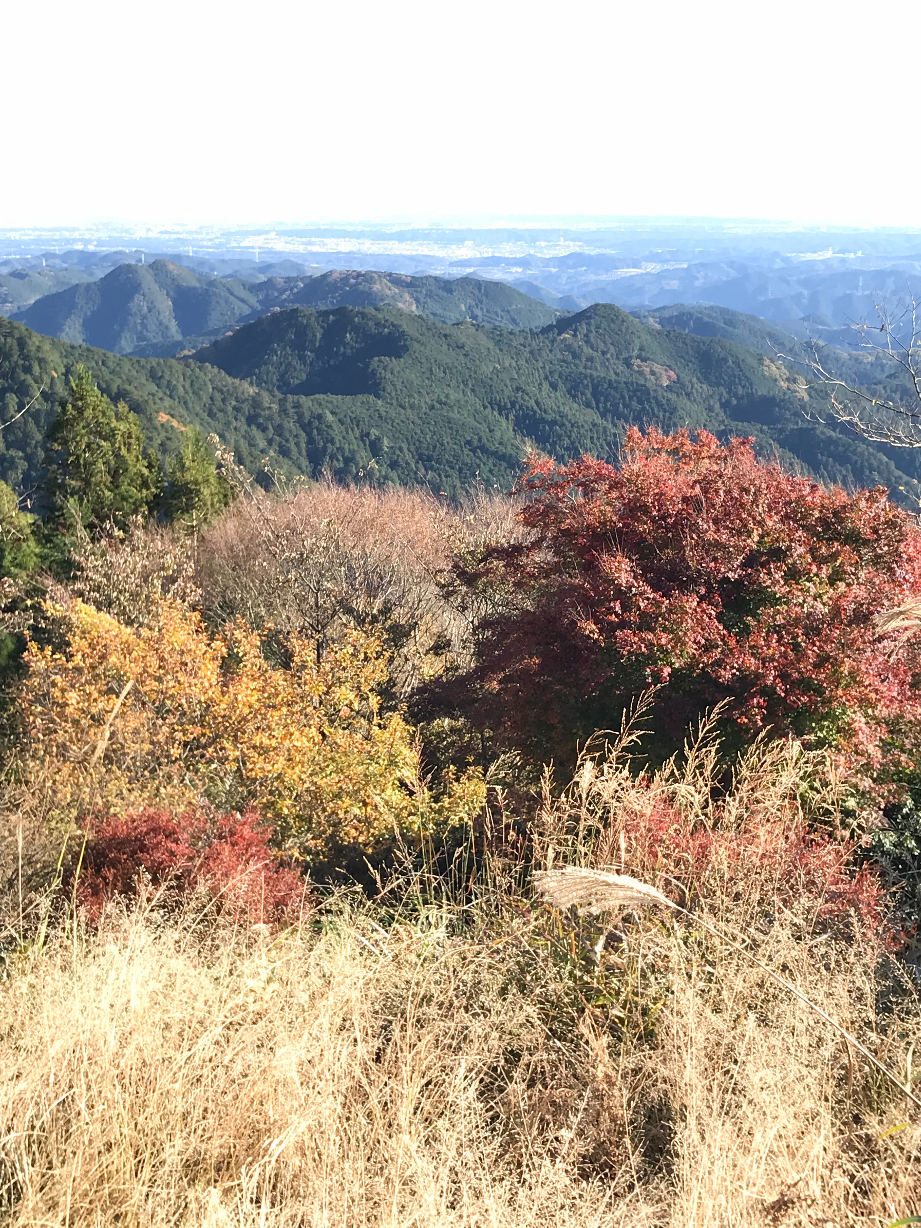 f:id:hatakofuru:20181119130459j:image f:id:hatakofuru:20181119130459j:image