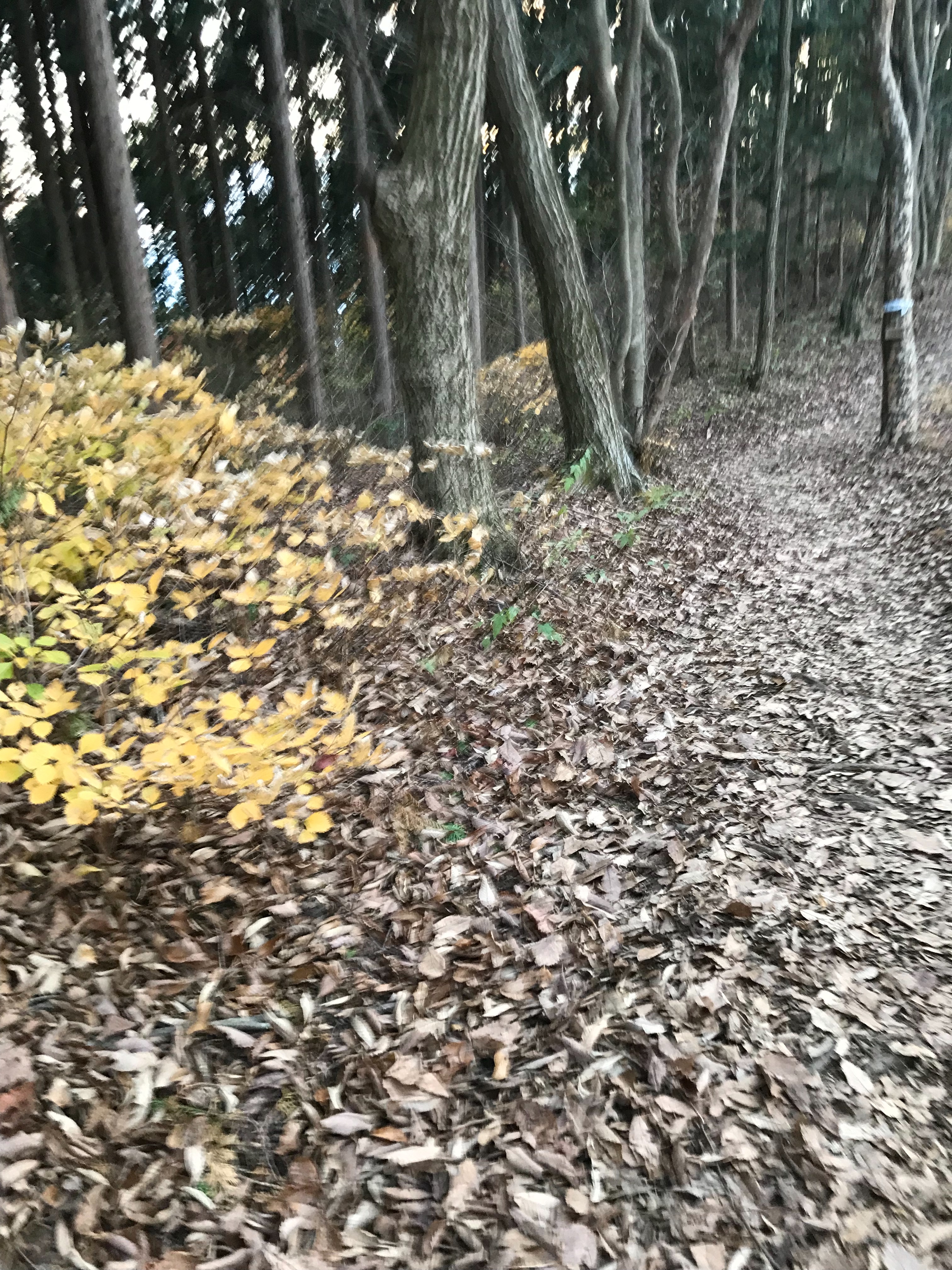f:id:hatakofuru:20181121064506j:image f:id:hatakofuru:20181121064506j:image
