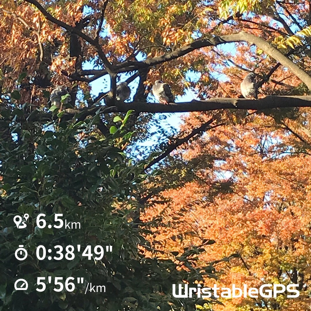 f:id:hatakofuru:20181126074206j:image f:id:hatakofuru:20181126074206j:image