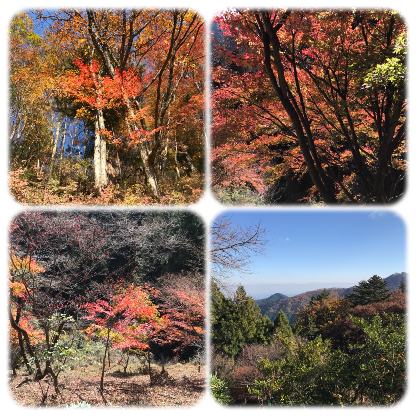 f:id:hatakofuru:20181127202130j:image