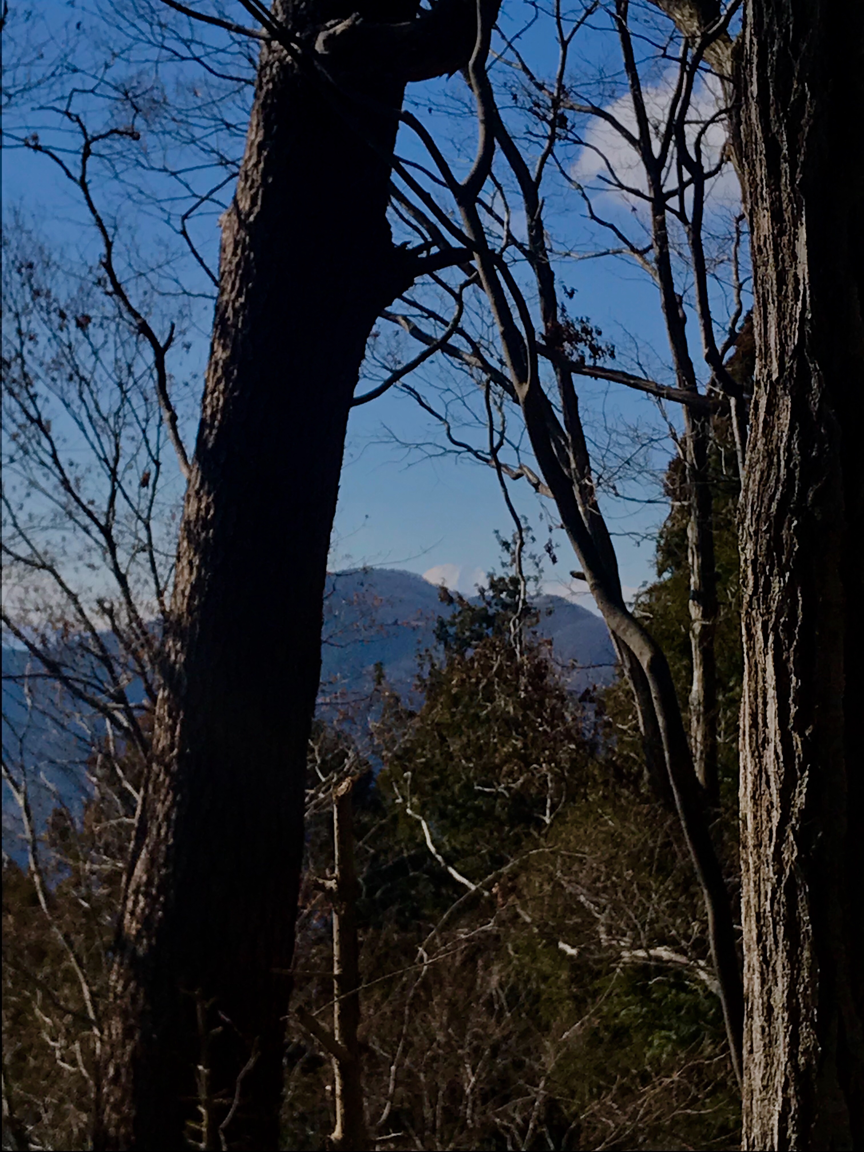f:id:hatakofuru:20190115201308j:image f:id:hatakofuru:20190115201308j:image