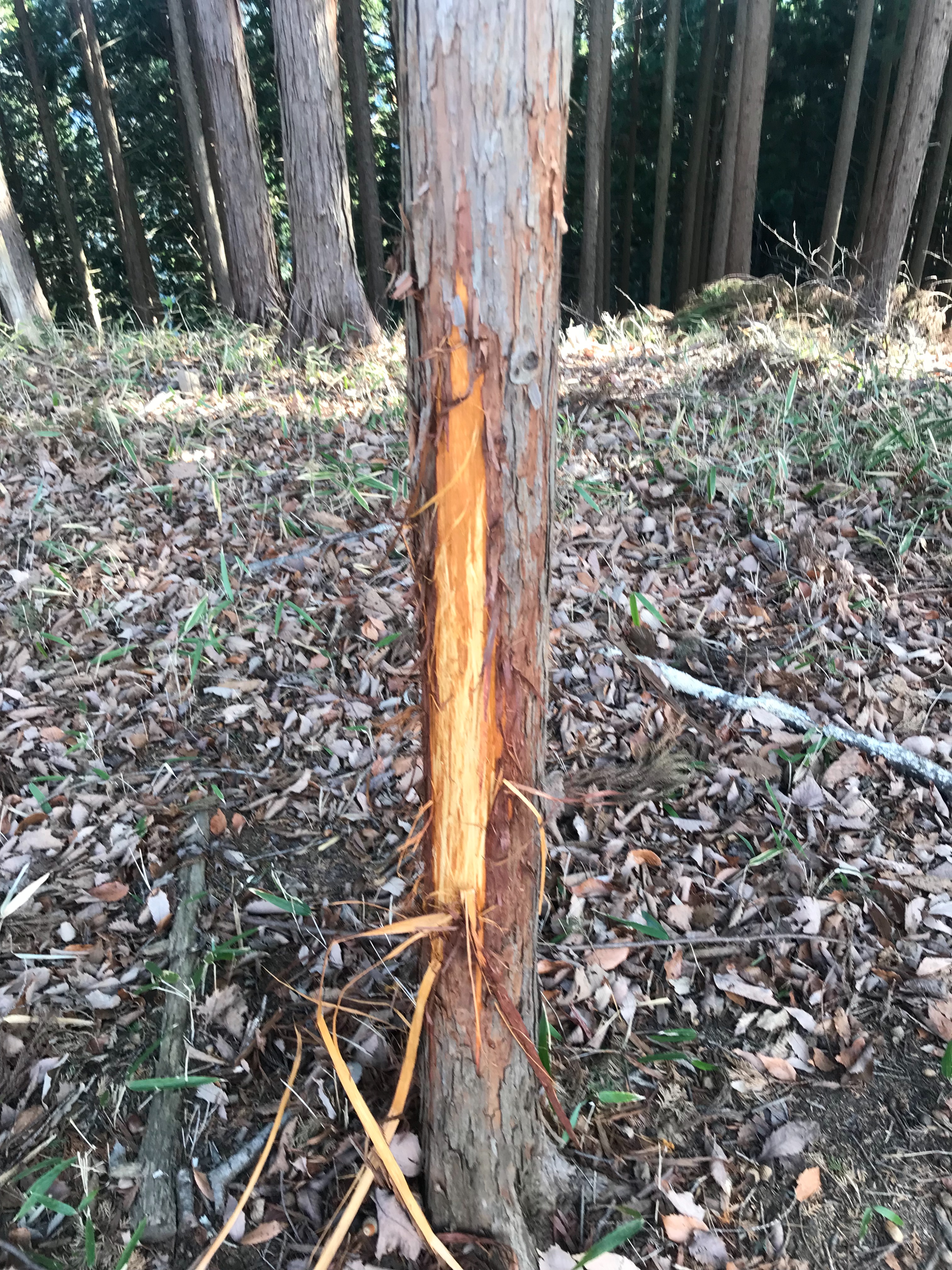 f:id:hatakofuru:20190115203959j:image f:id:hatakofuru:20190115203959j:image