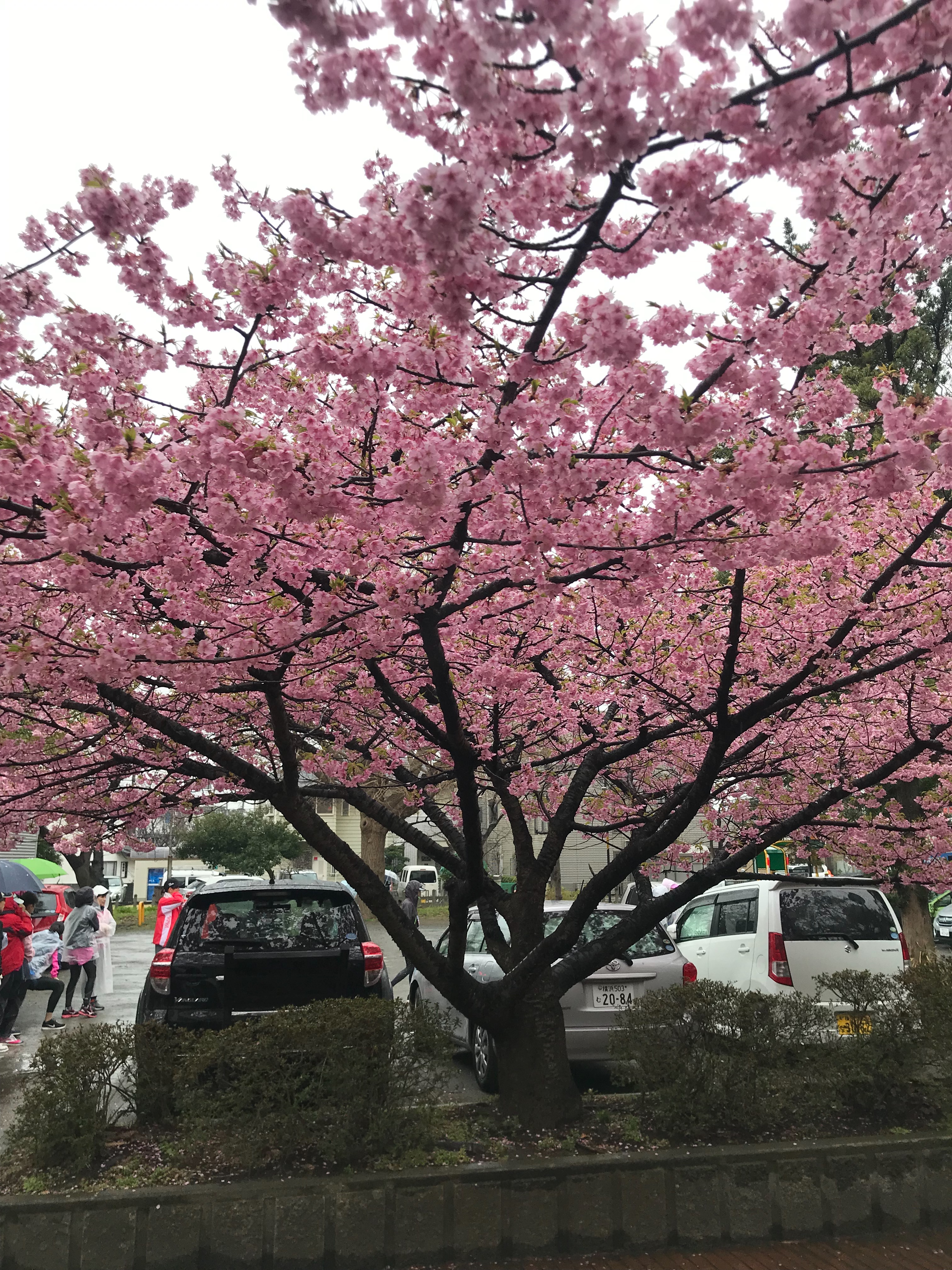 f:id:hatakofuru:20190304210444j:image f:id:hatakofuru:20190304210444j:image