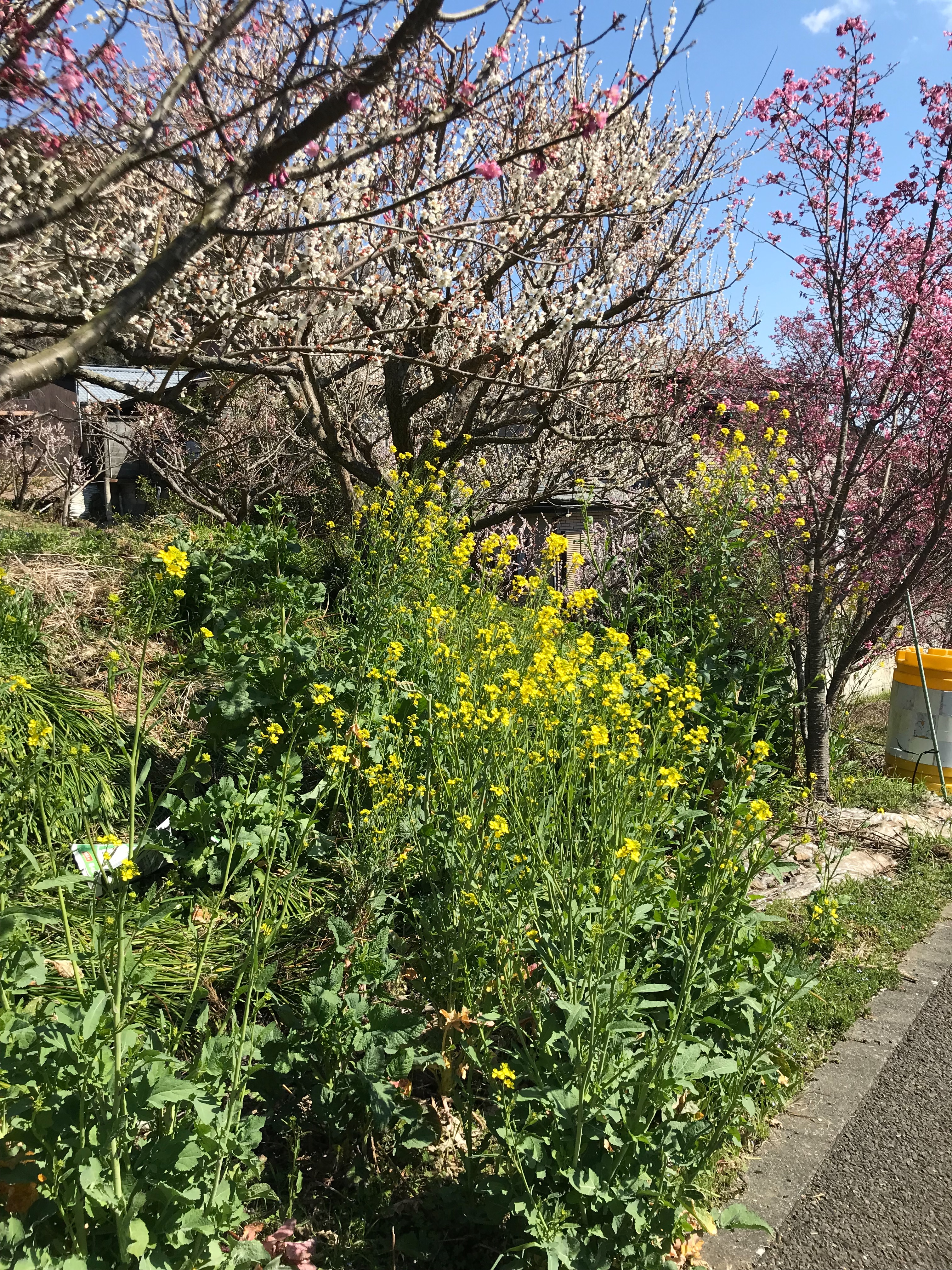 f:id:hatakofuru:20190311123519j:image f:id:hatakofuru:20190311123519j:image