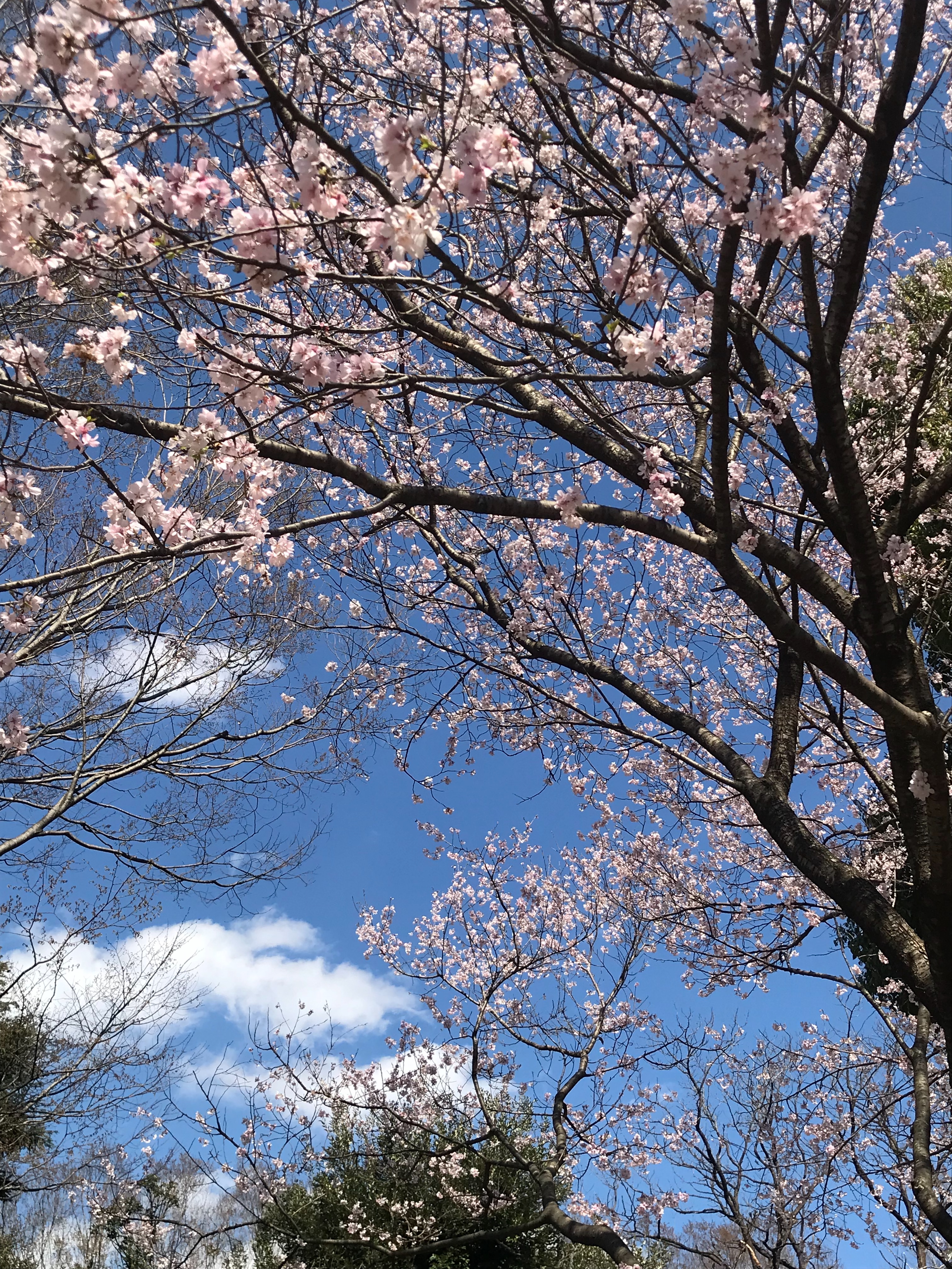 f:id:hatakofuru:20190329205059j:image f:id:hatakofuru:20190329205059j:image