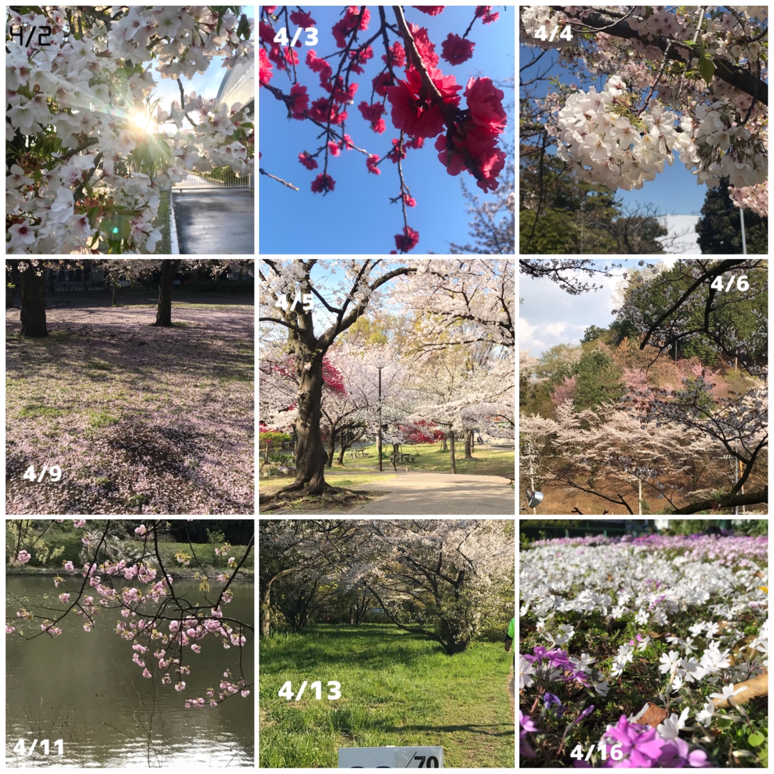 f:id:hatakofuru:20190501164318j:image
