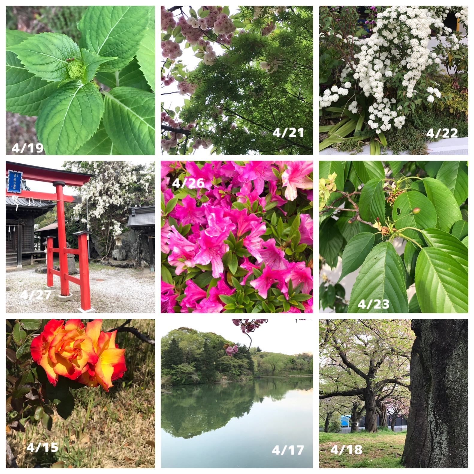 f:id:hatakofuru:20190501164331j:image