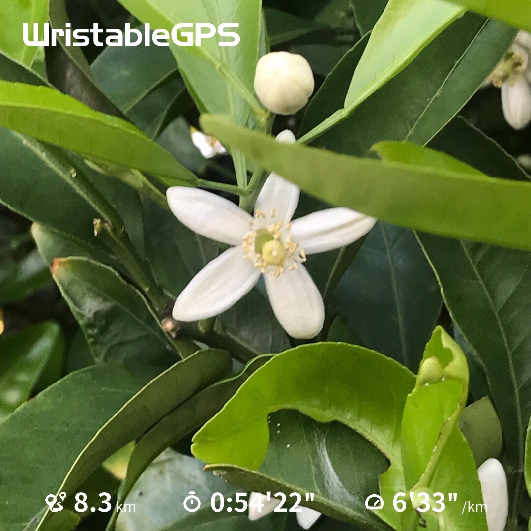f:id:hatakofuru:20190508222238j:image f:id:hatakofuru:20190508222238j:image