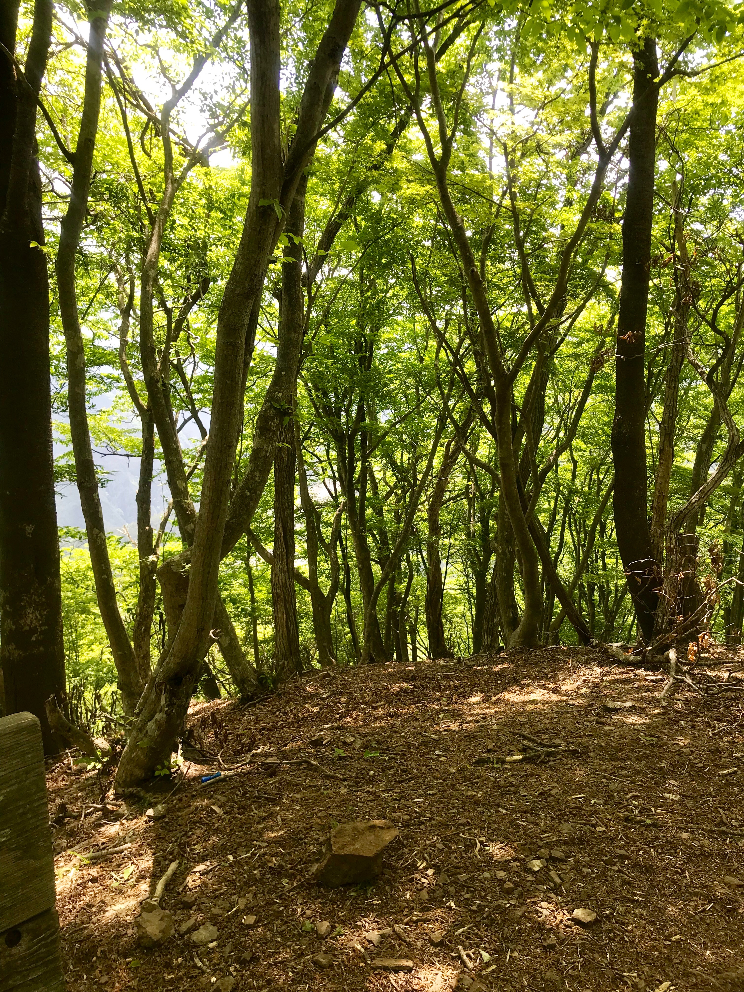 f:id:hatakofuru:20190522195249j:image f:id:hatakofuru:20190522195249j:image