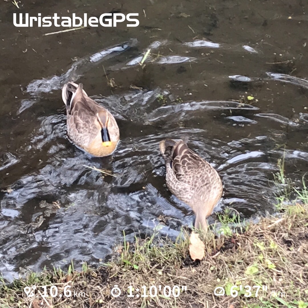 f:id:hatakofuru:20190530080203j:image f:id:hatakofuru:20190530080203j:image