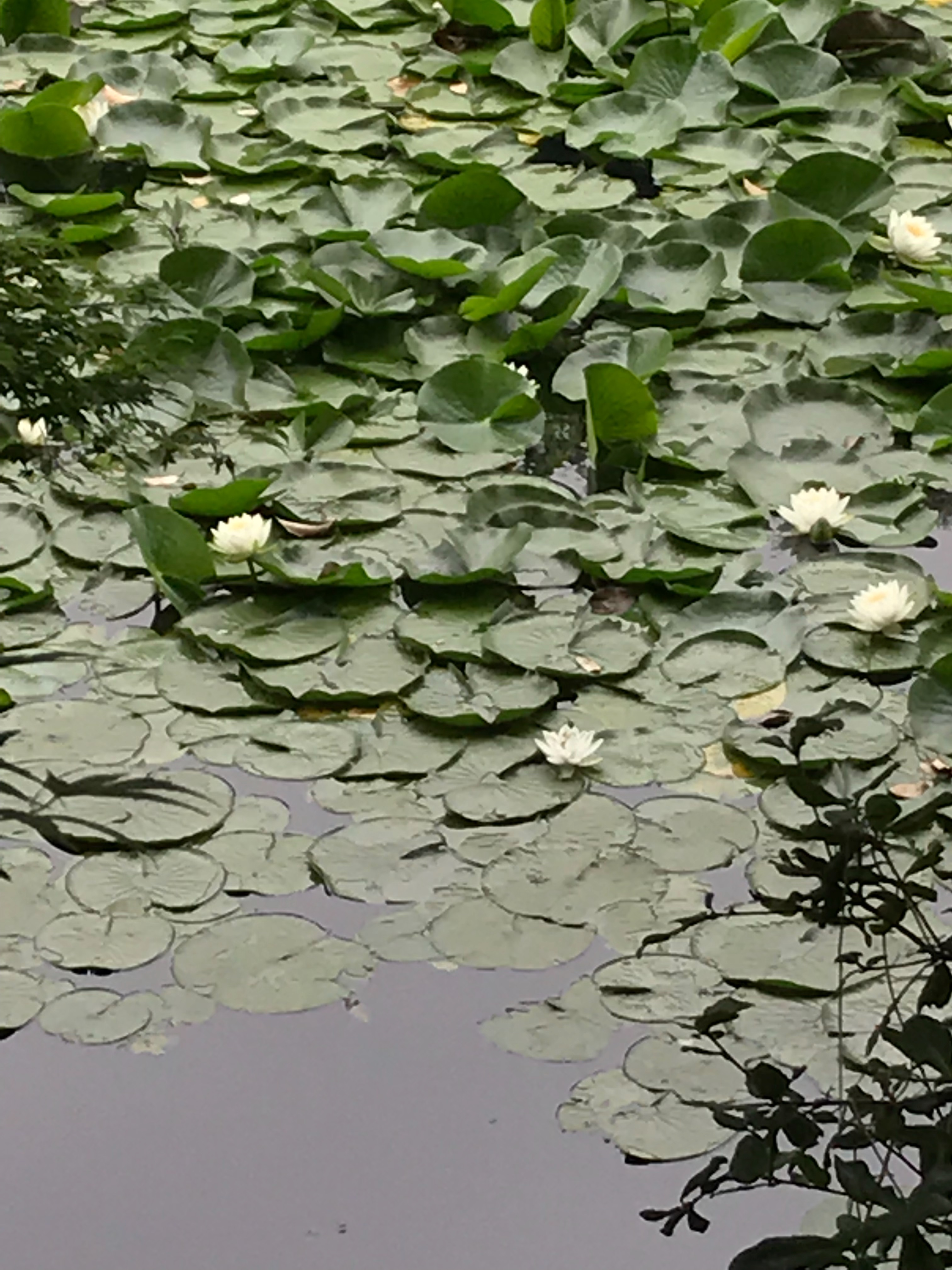 f:id:hatakofuru:20190611101432j:image