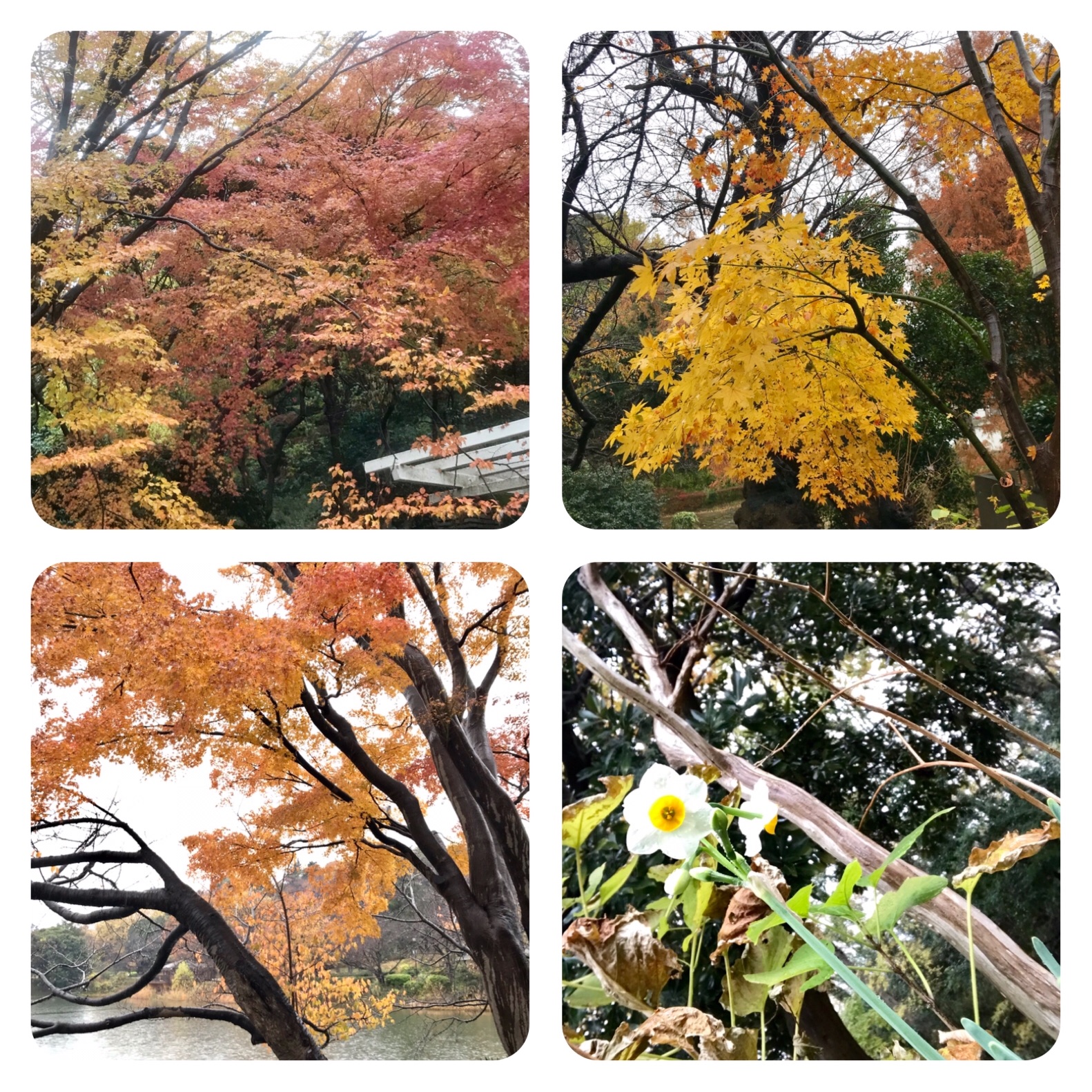 f:id:hatakofuru:20191212165419j:image