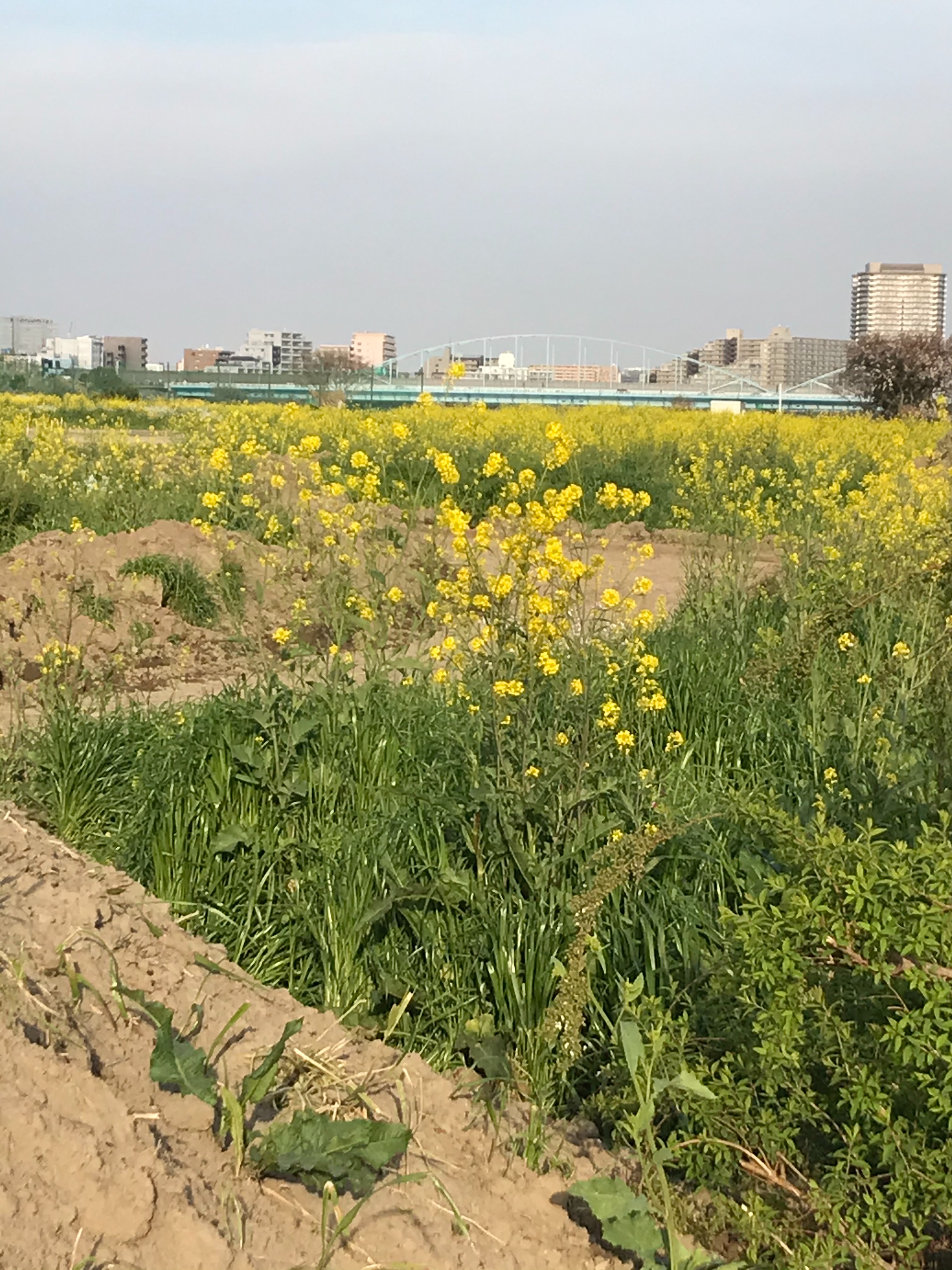 f:id:hatakofuru:20200412193103j:image