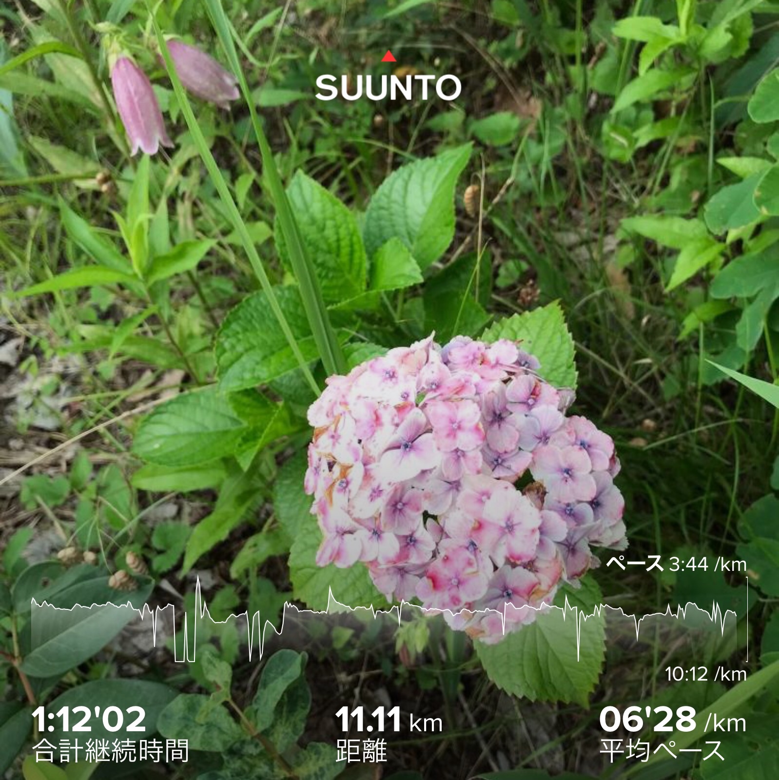 f:id:hatakofuru:20200625072814j:plain