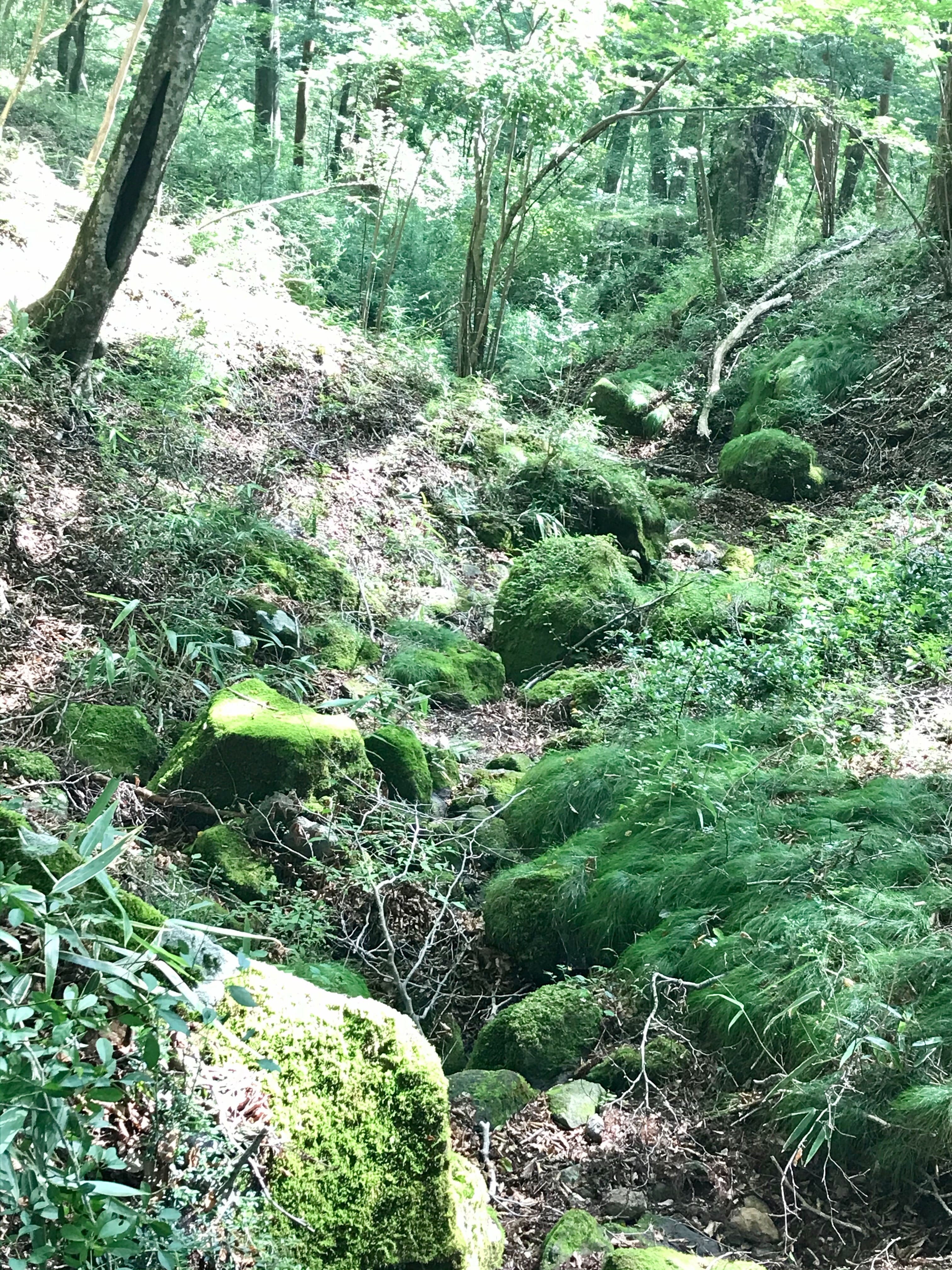 f:id:hatakofuru:20200815180100j:plain f:id:hatakofuru:20200815180100j:plain