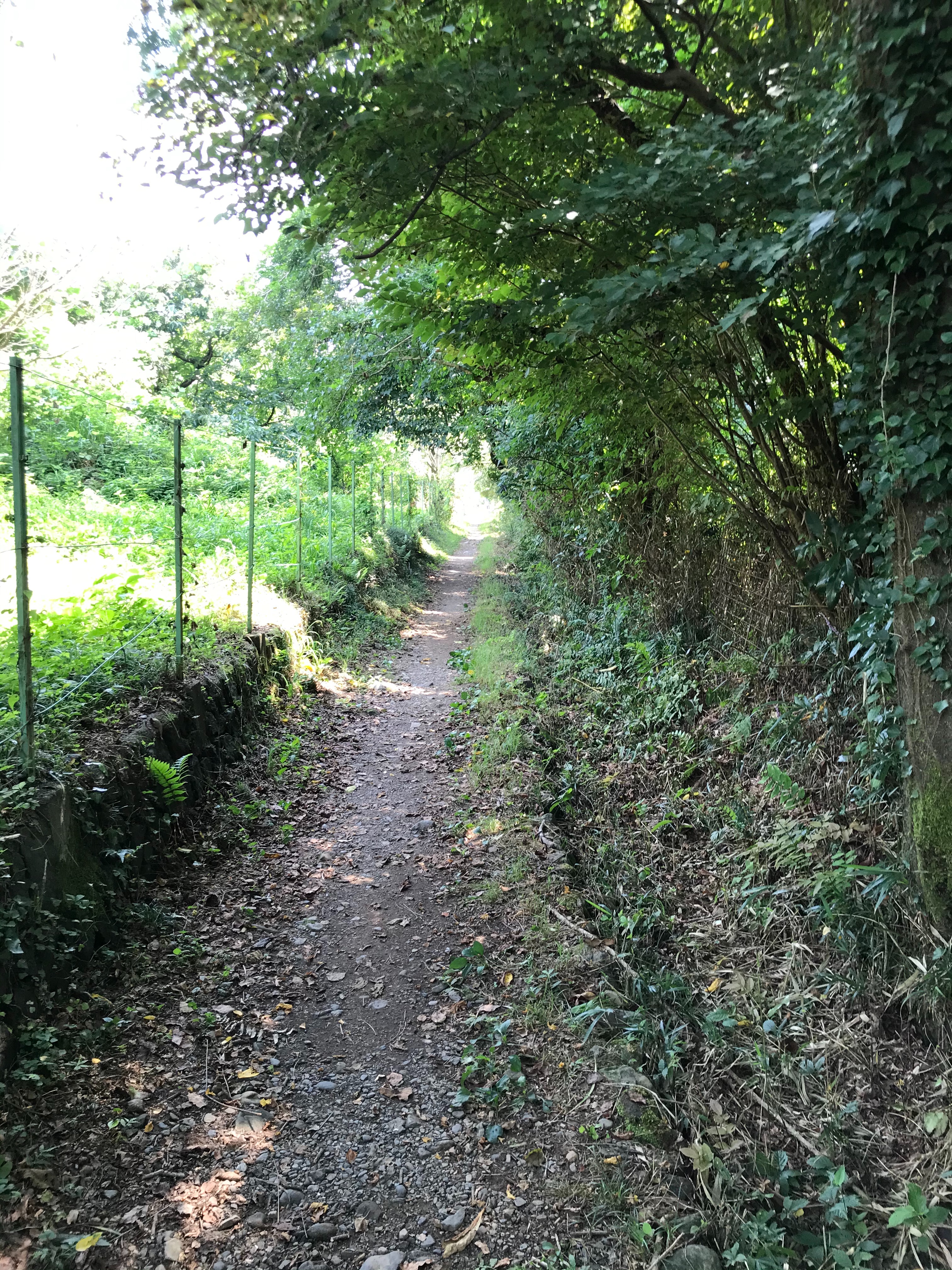 f:id:hatakofuru:20200820074558j:plain f:id:hatakofuru:20200820074558j:plain