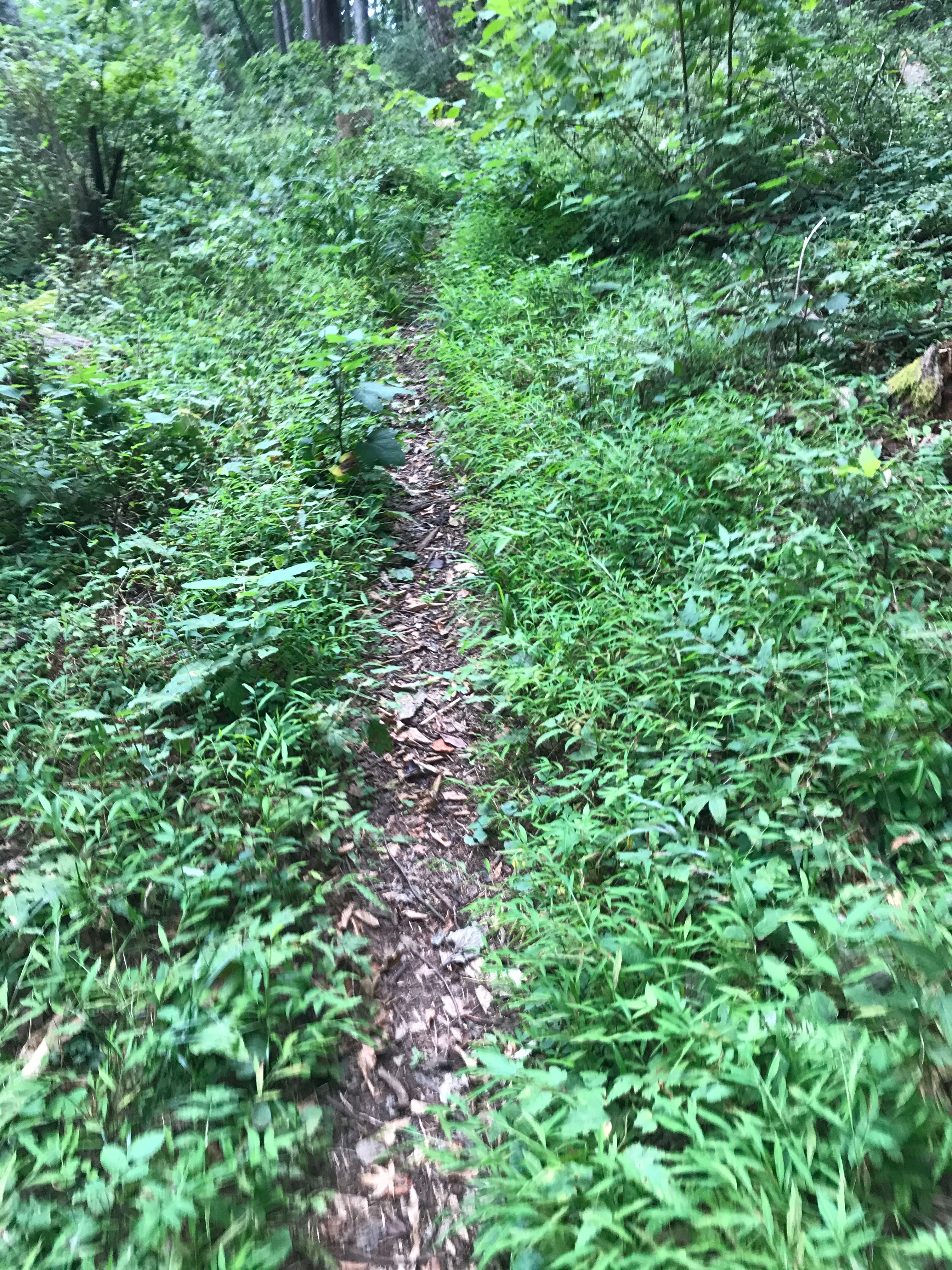 f:id:hatakofuru:20200826073251j:plain f:id:hatakofuru:20200826073251j:plain