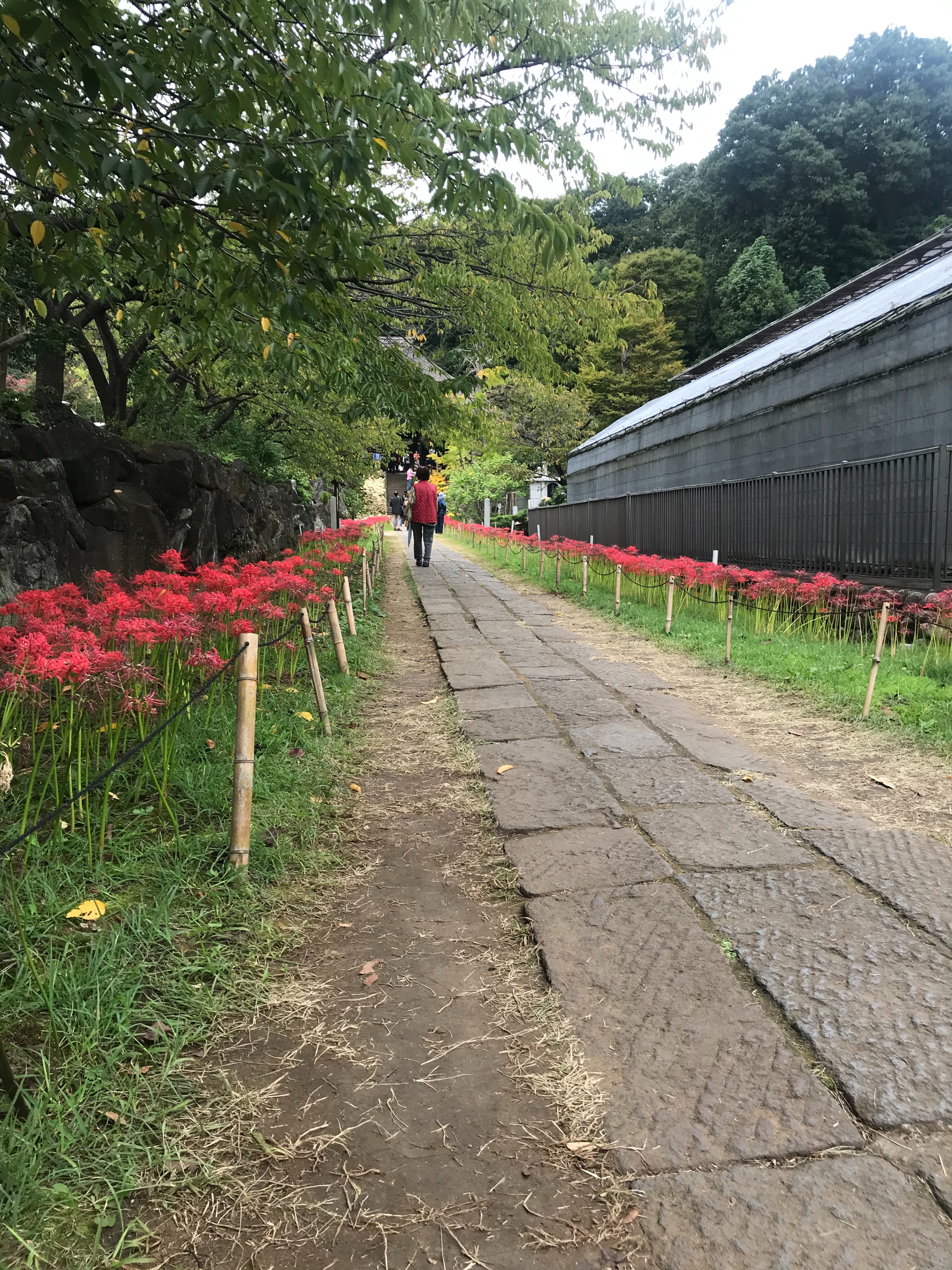 f:id:hatakofuru:20201008073346j:plain f:id:hatakofuru:20201008073346j:plain