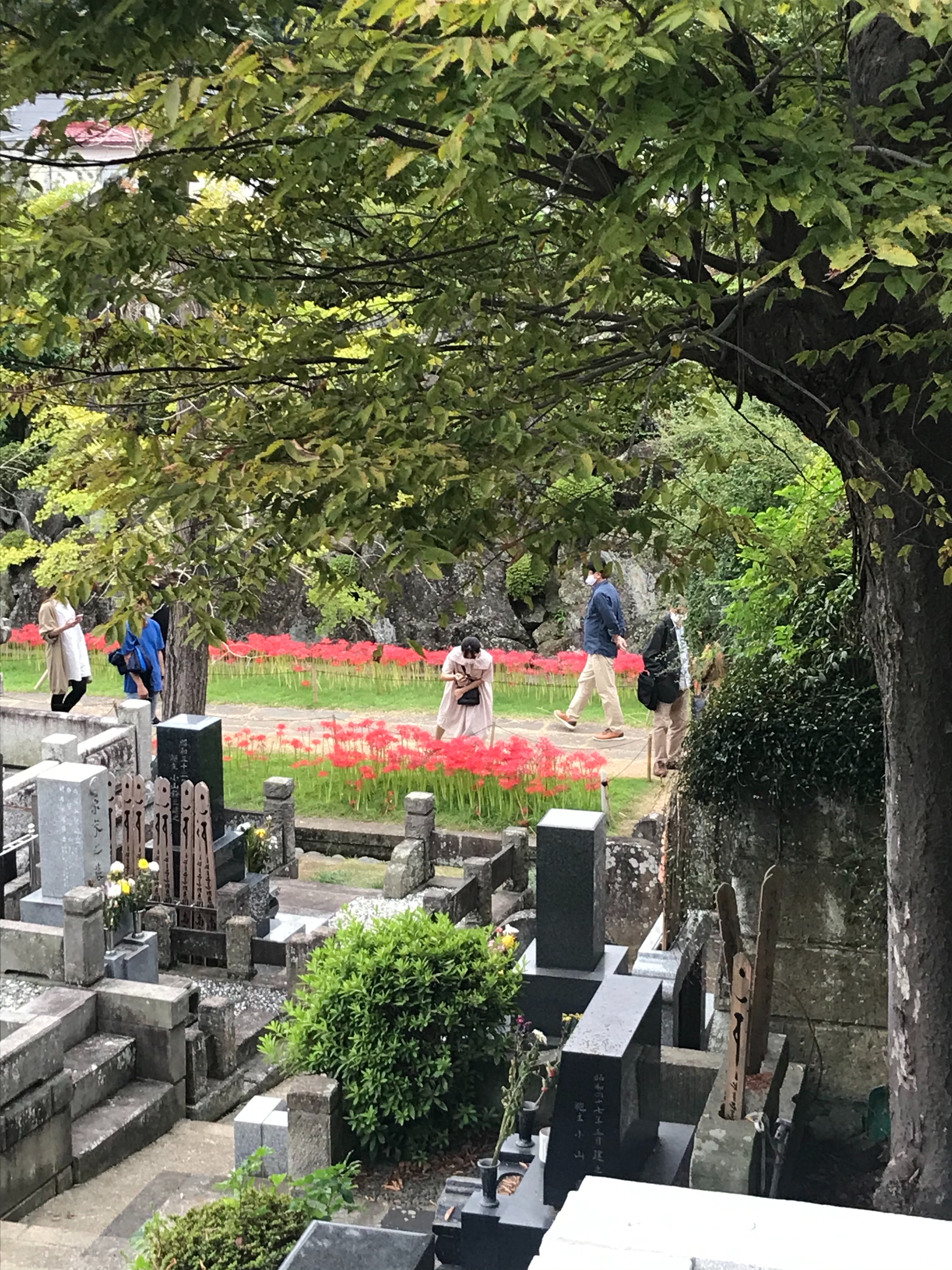 f:id:hatakofuru:20201008073402j:plain f:id:hatakofuru:20201008073402j:plain