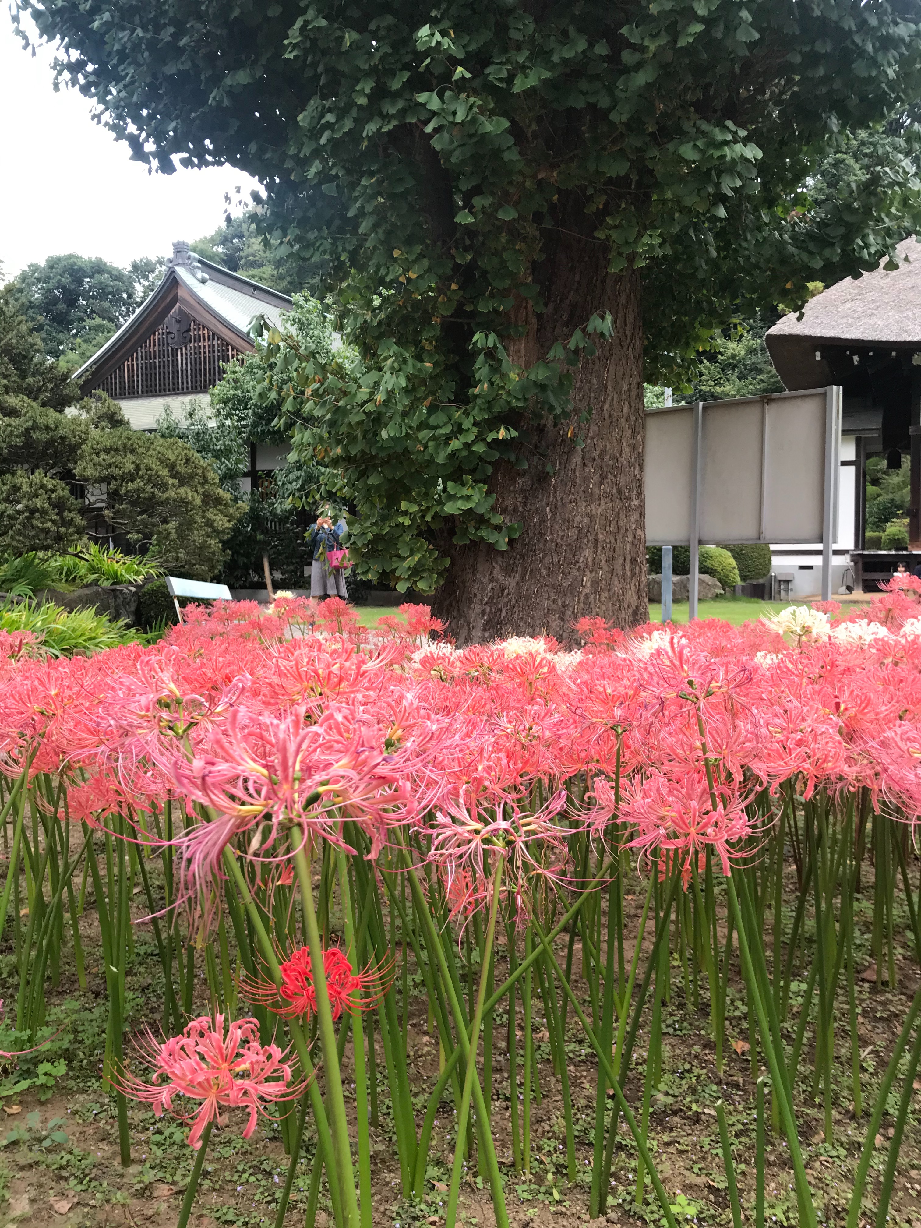 f:id:hatakofuru:20201008073509j:plain f:id:hatakofuru:20201008073509j:plain