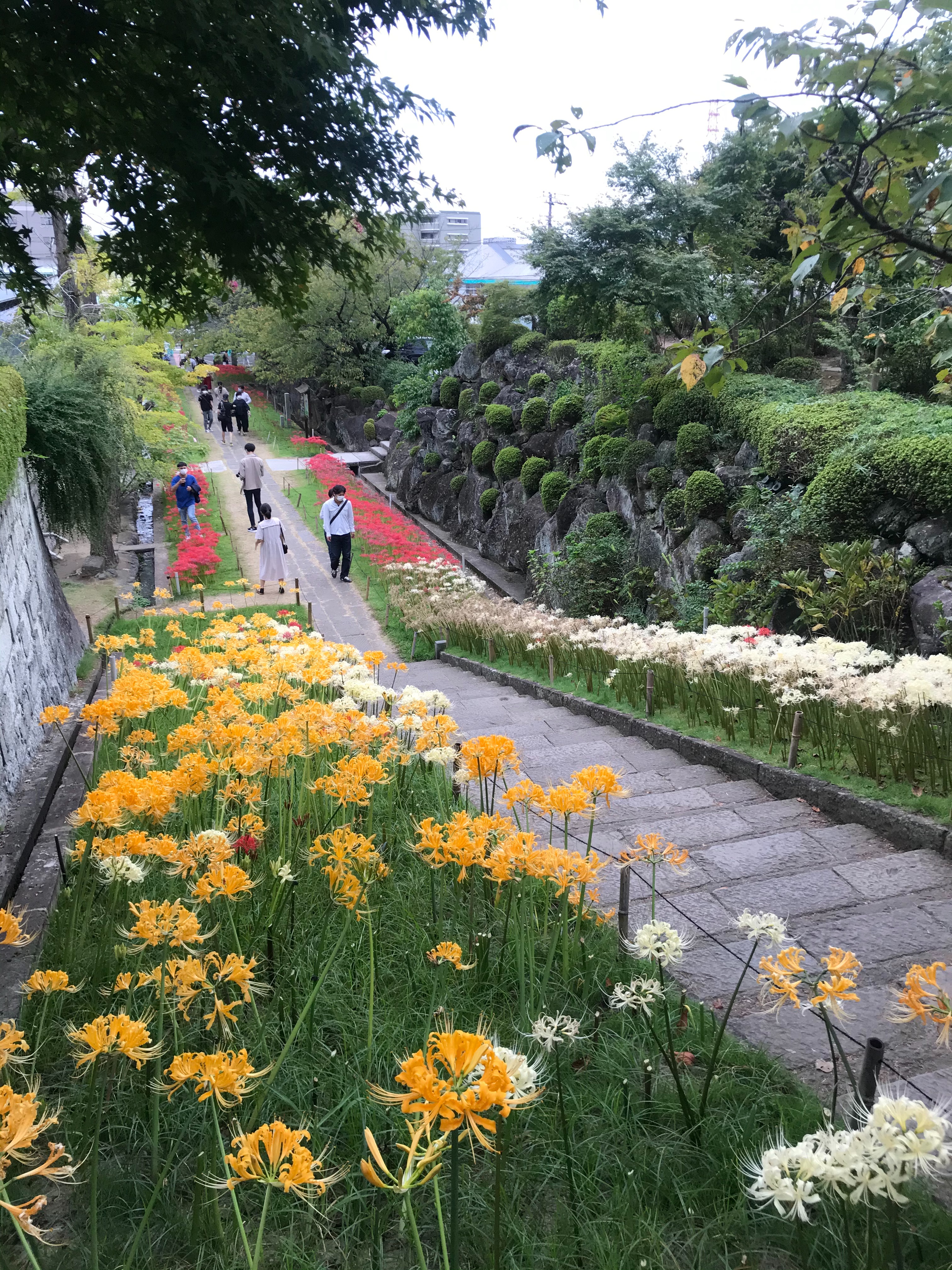 f:id:hatakofuru:20201008073623j:plain f:id:hatakofuru:20201008073623j:plain