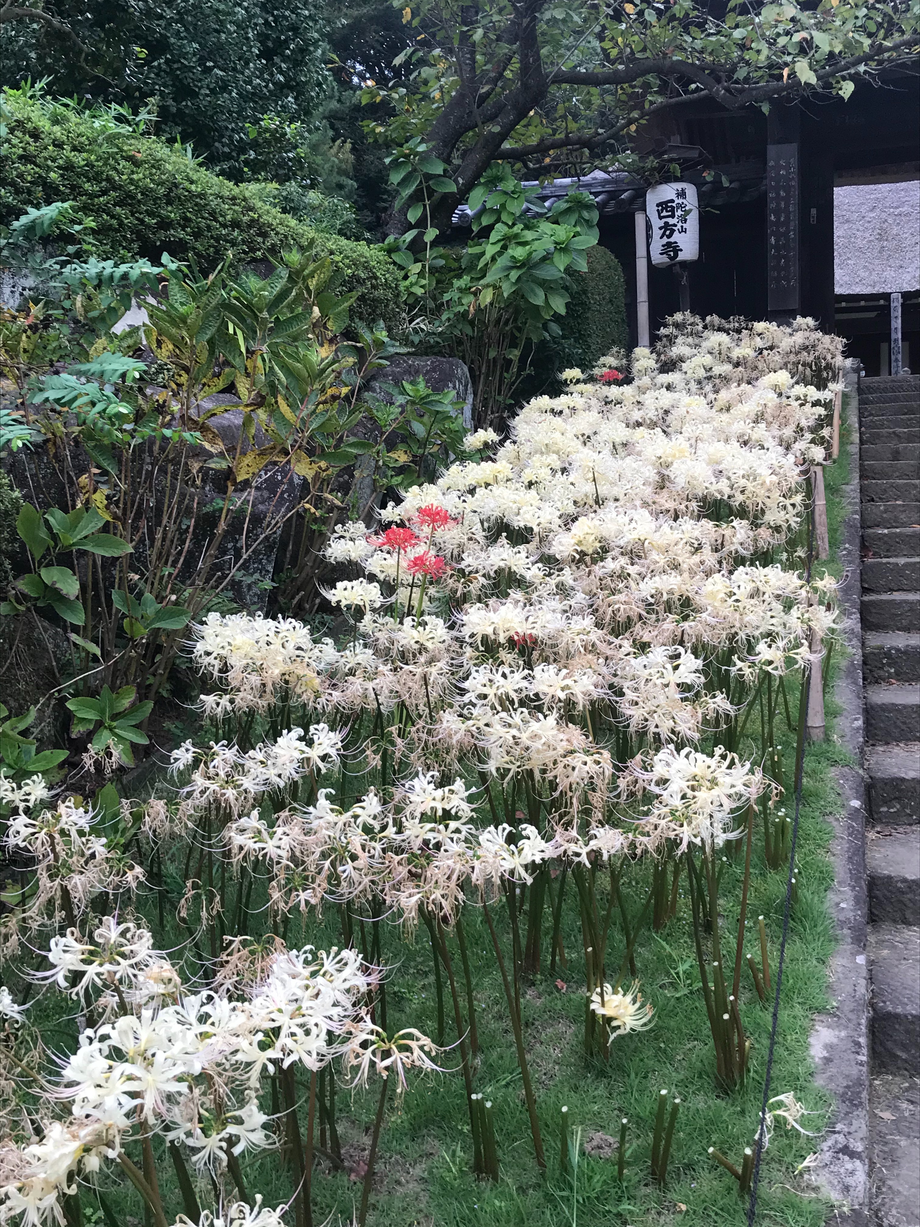 f:id:hatakofuru:20201008073727j:plain f:id:hatakofuru:20201008073727j:plain