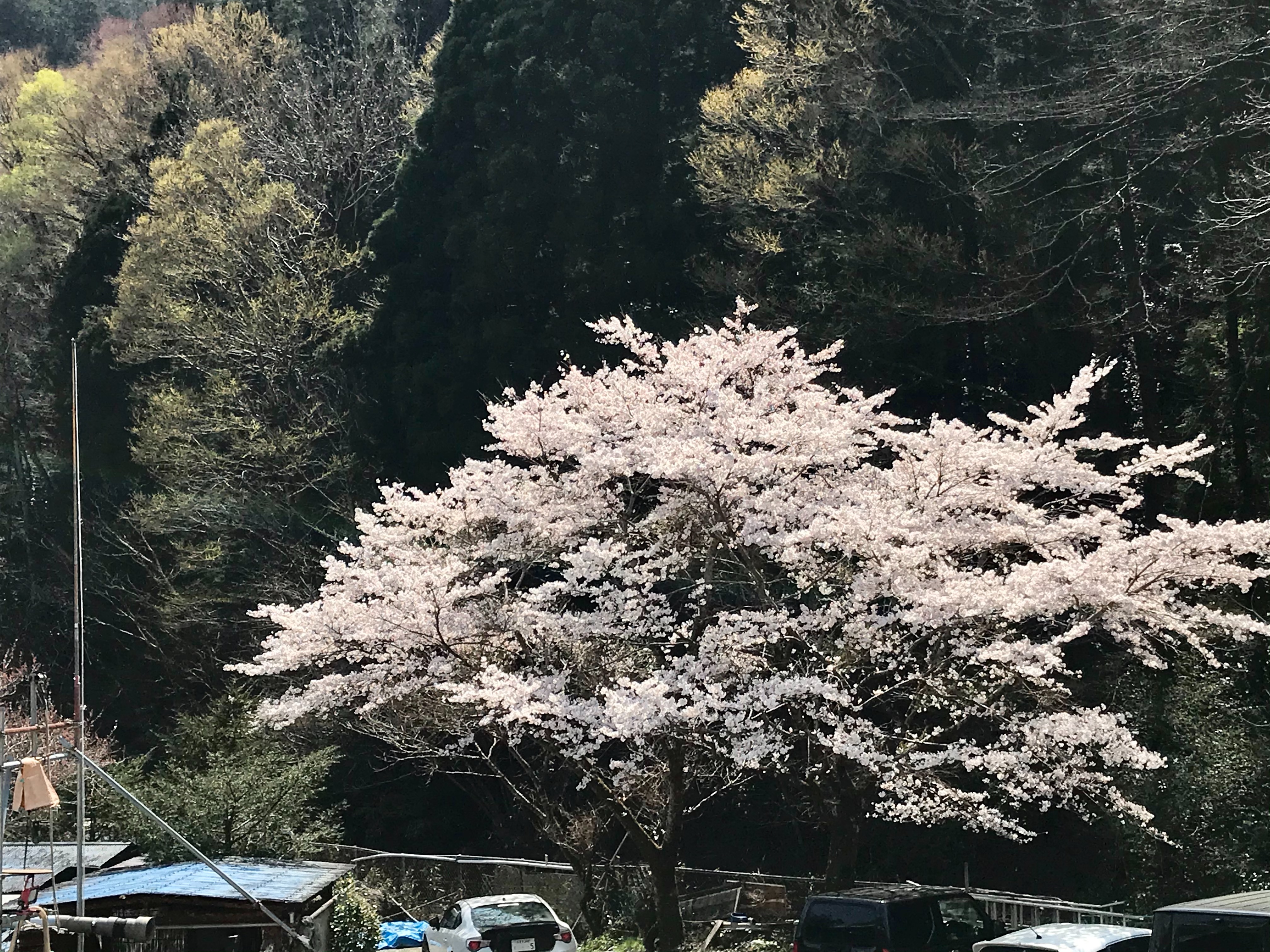 f:id:hatakofuru:20210331170615j:plain