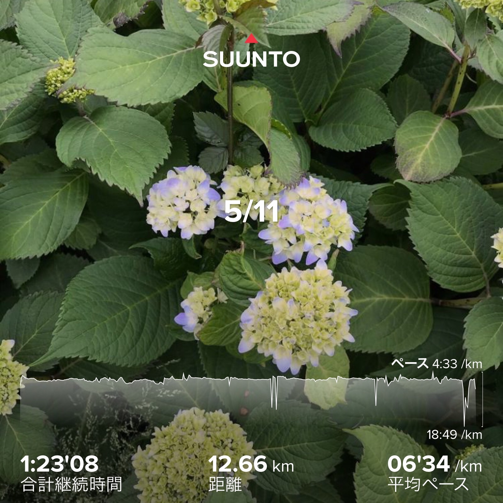 f:id:hatakofuru:20210512073225j:plain