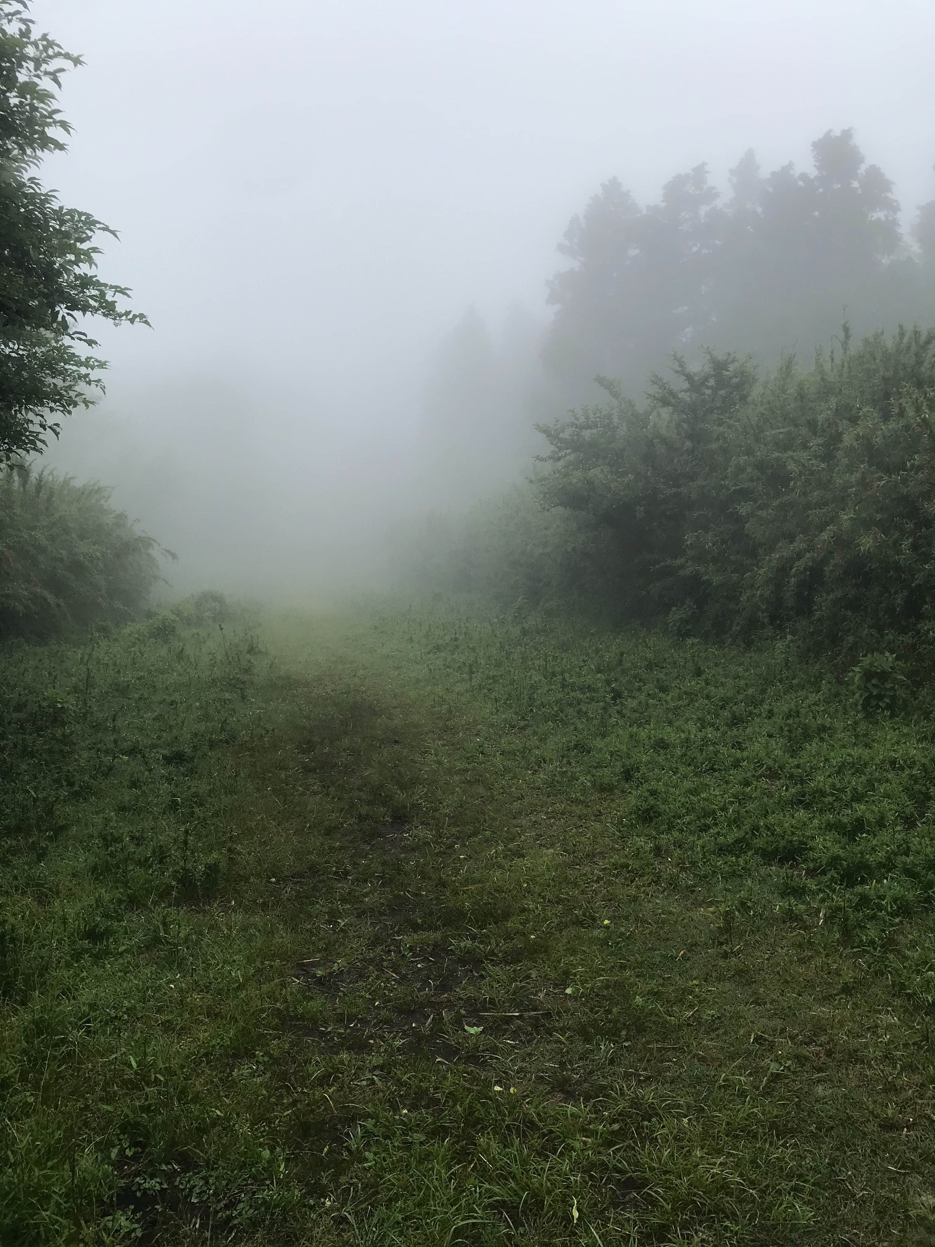 f:id:hatakofuru:20210606230904j:plain