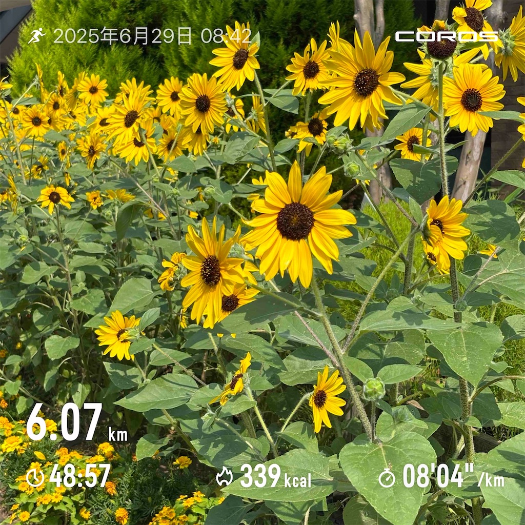 f:id:hatakofuru:20250708070846j:image