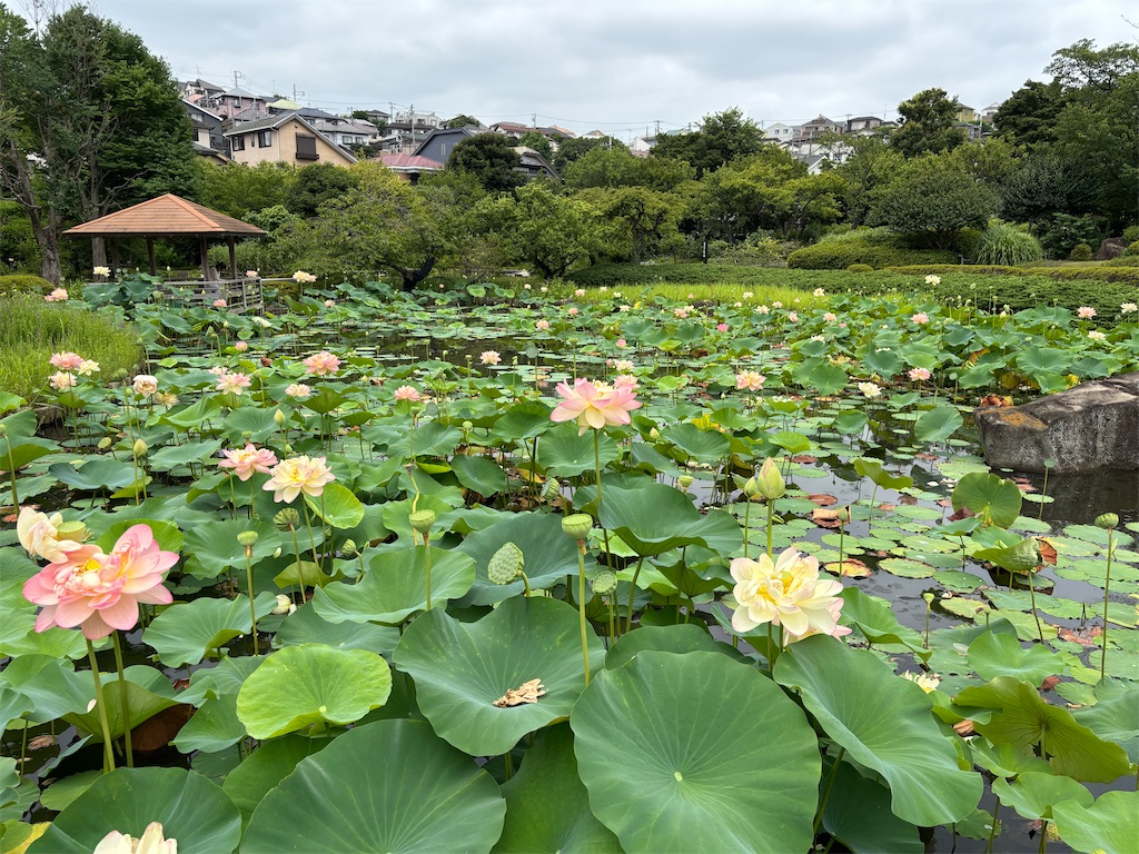 f:id:hatakofuru:20250715071621j:image f:id:hatakofuru:20250715071621j:image