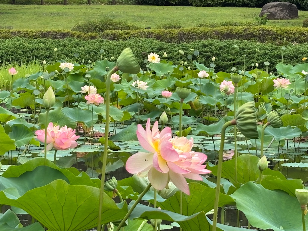 f:id:hatakofuru:20250715071624j:image f:id:hatakofuru:20250715071624j:image