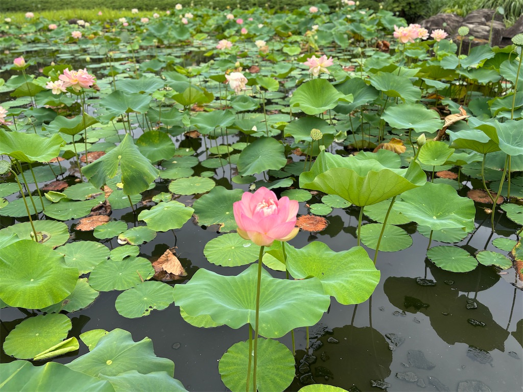 f:id:hatakofuru:20250715071627j:image f:id:hatakofuru:20250715071627j:image