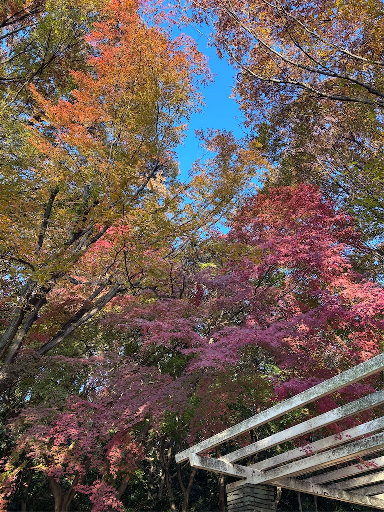 f:id:hatakofuru:20251125074918j:image