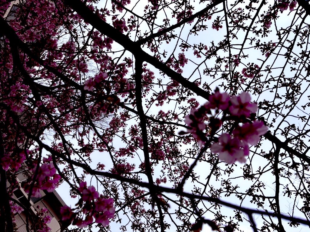 f:id:hatakofuru:20260224071132j:image f:id:hatakofuru:20260224071132j:image