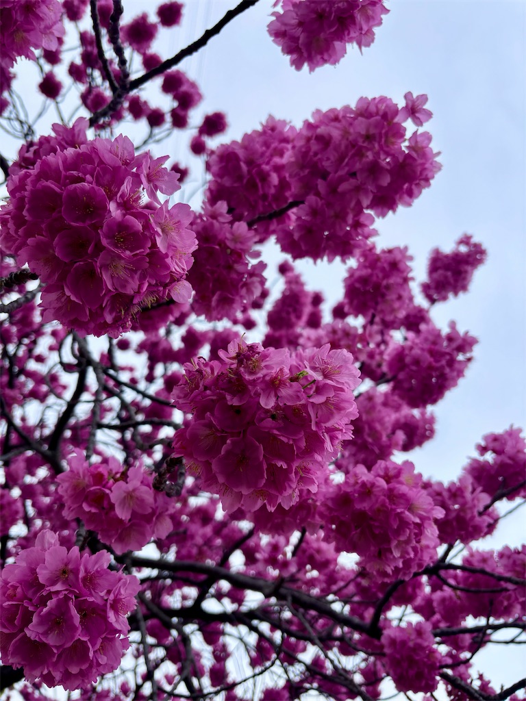 f:id:hatakofuru:20260327124750j:image