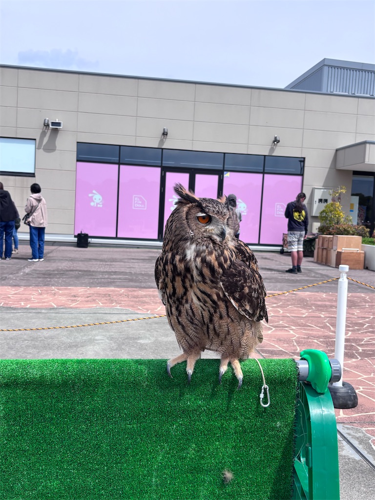 f:id:hatakofuru:20260508071551j:image