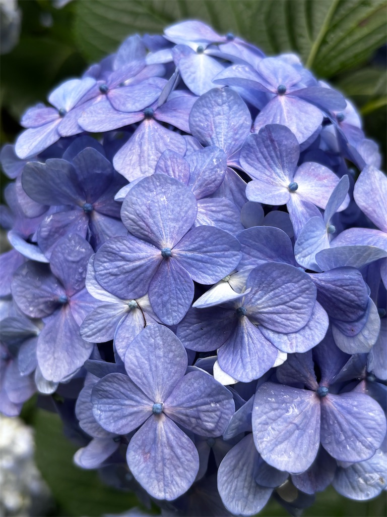 f:id:hatakofuru:20260702073806j:image