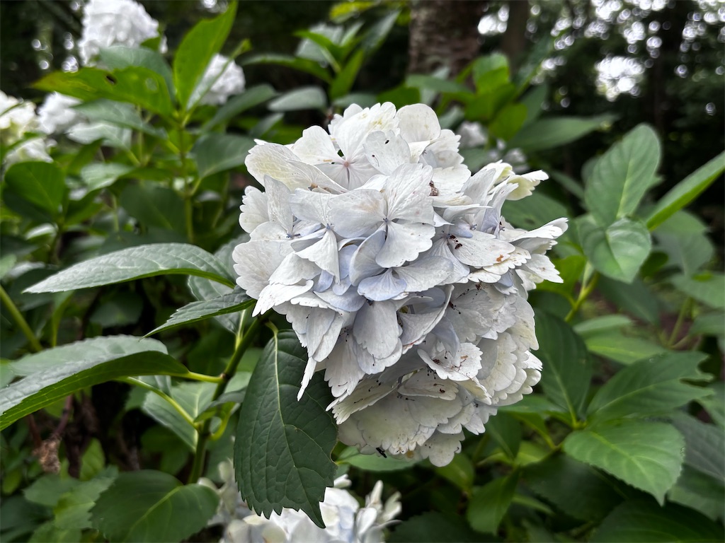 f:id:hatakofuru:20260709074216j:image